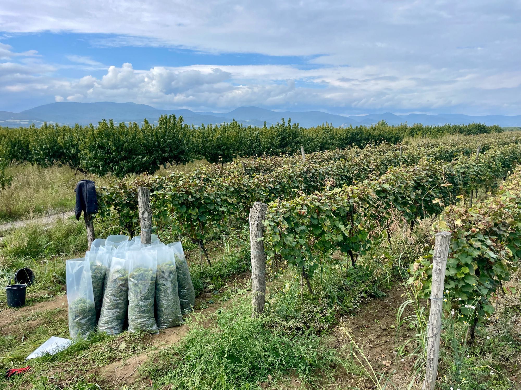 vinyl bags at end of vine rows, each full of just-harvested grapes