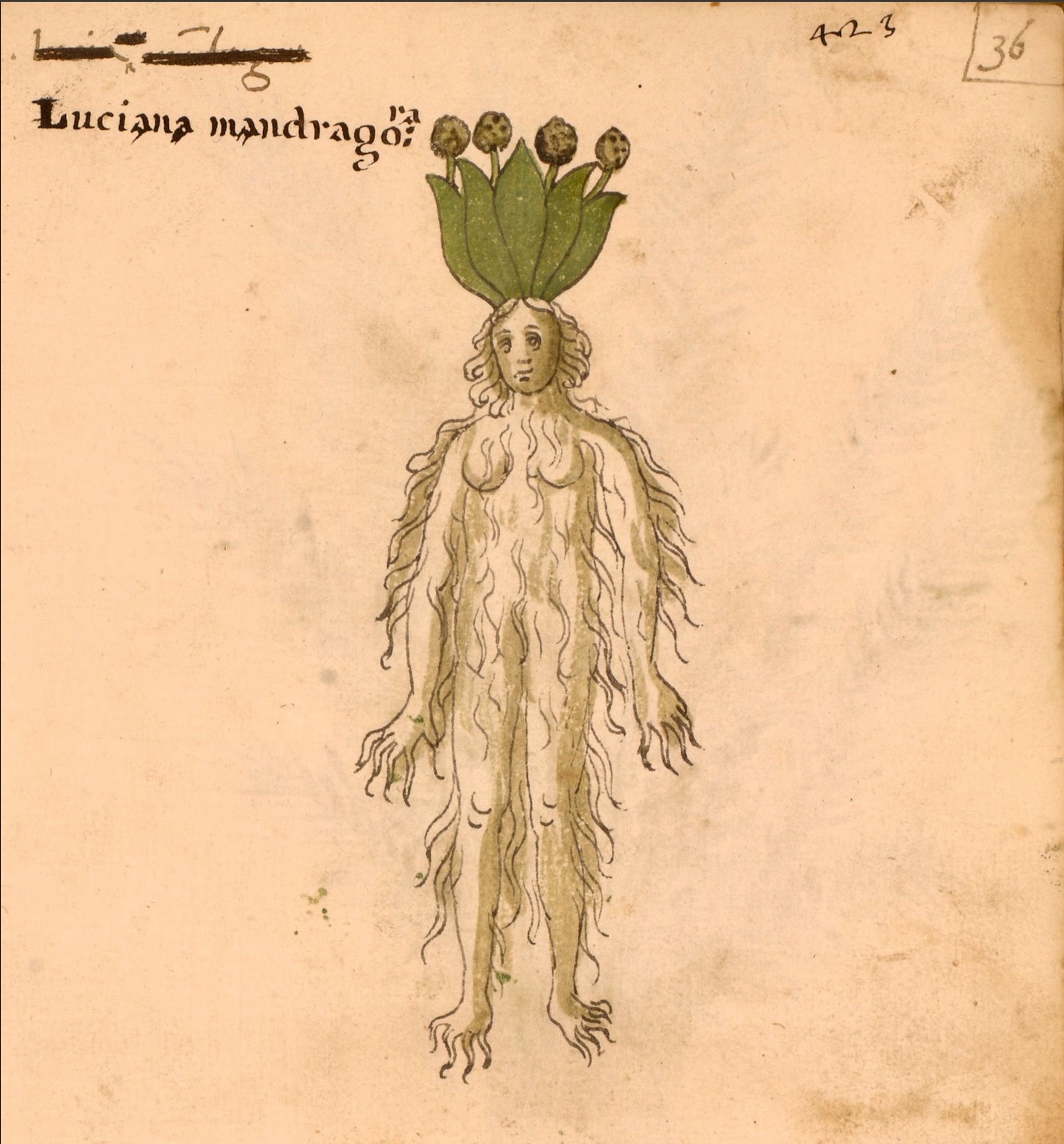 another scary mandrake from a 15th-century Venetian illustrated herbal