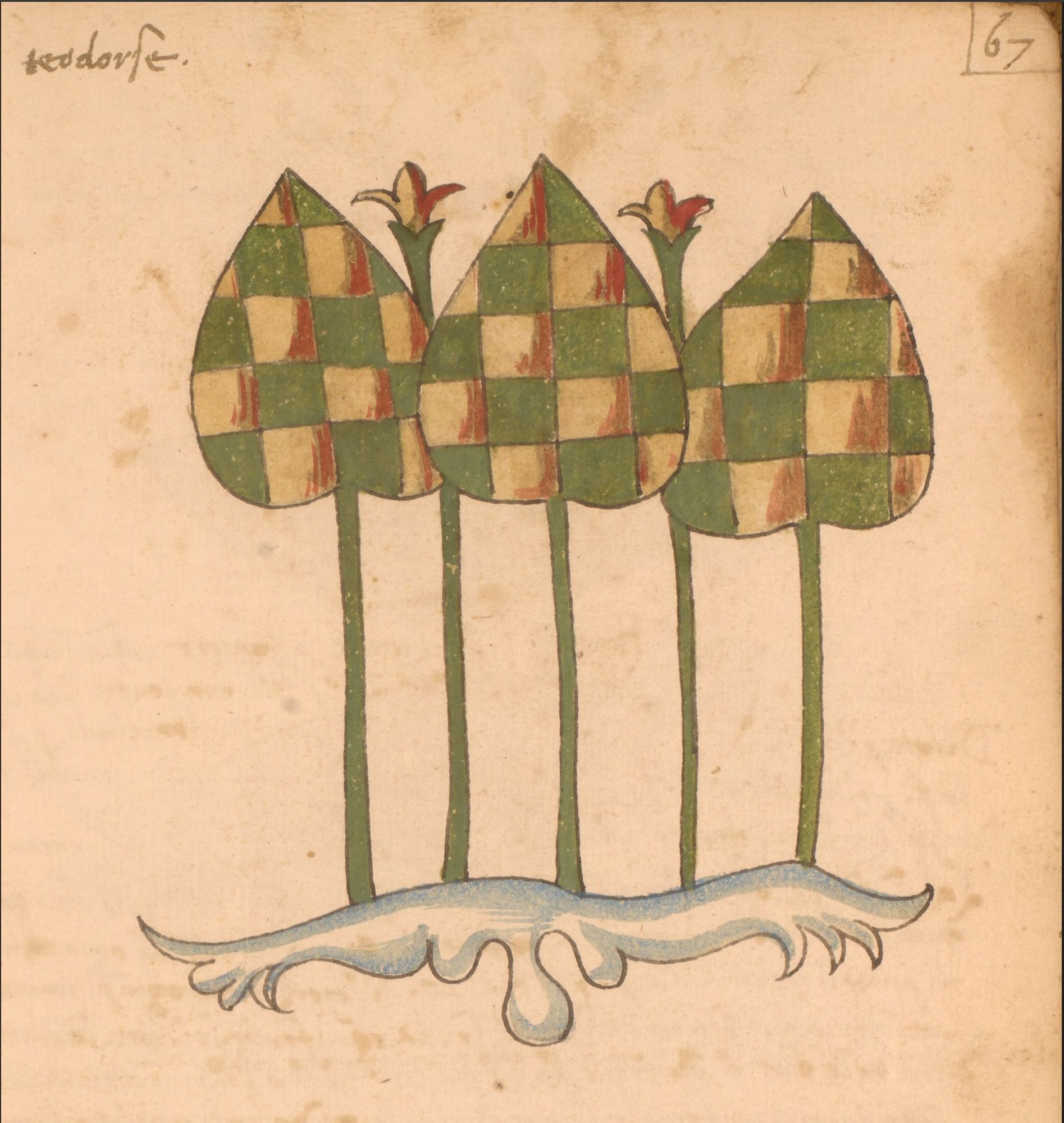 coat-of-arms plant from a 15th-century Venetian illustrated herbal