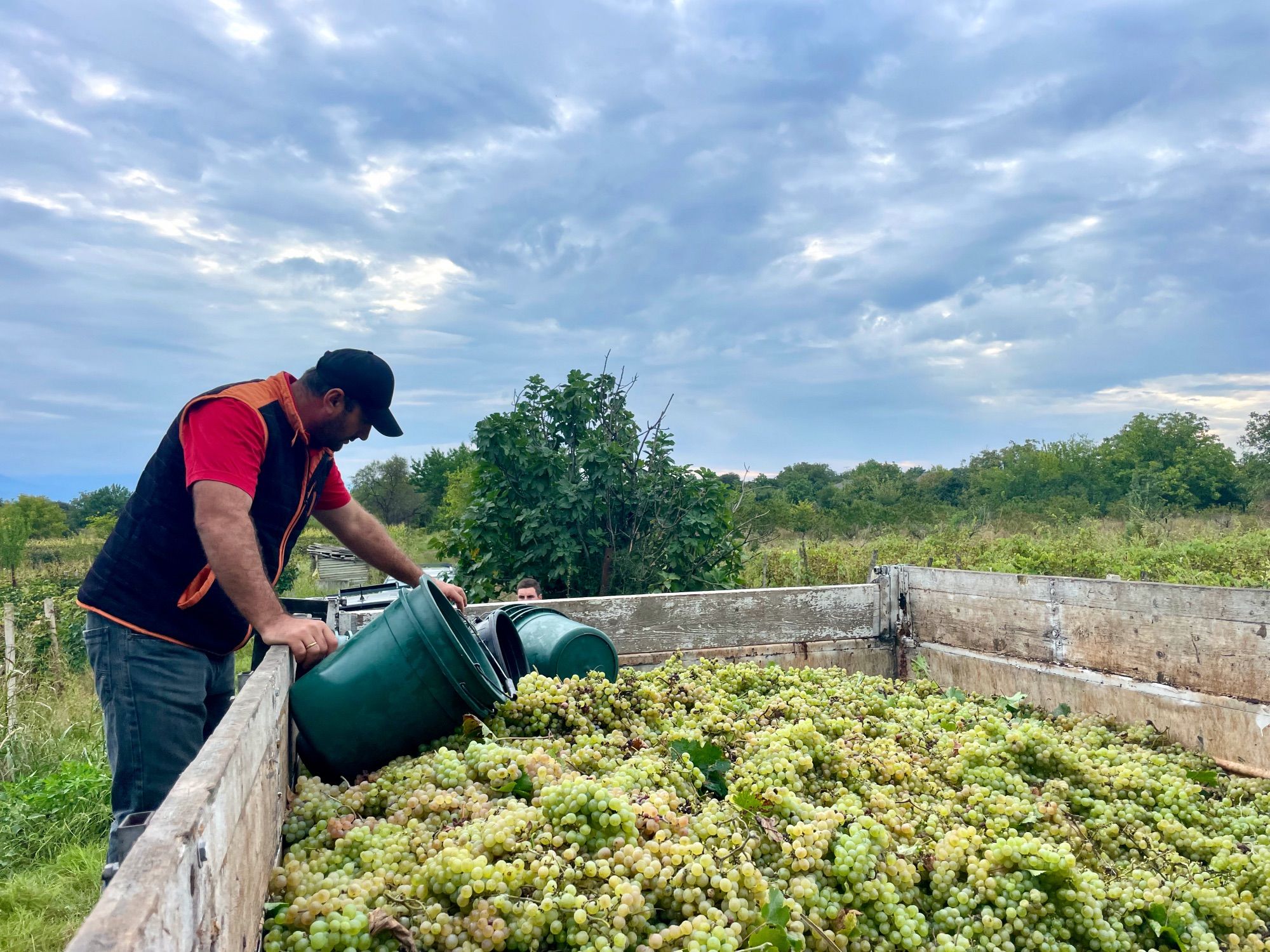 truck loaded with grapes