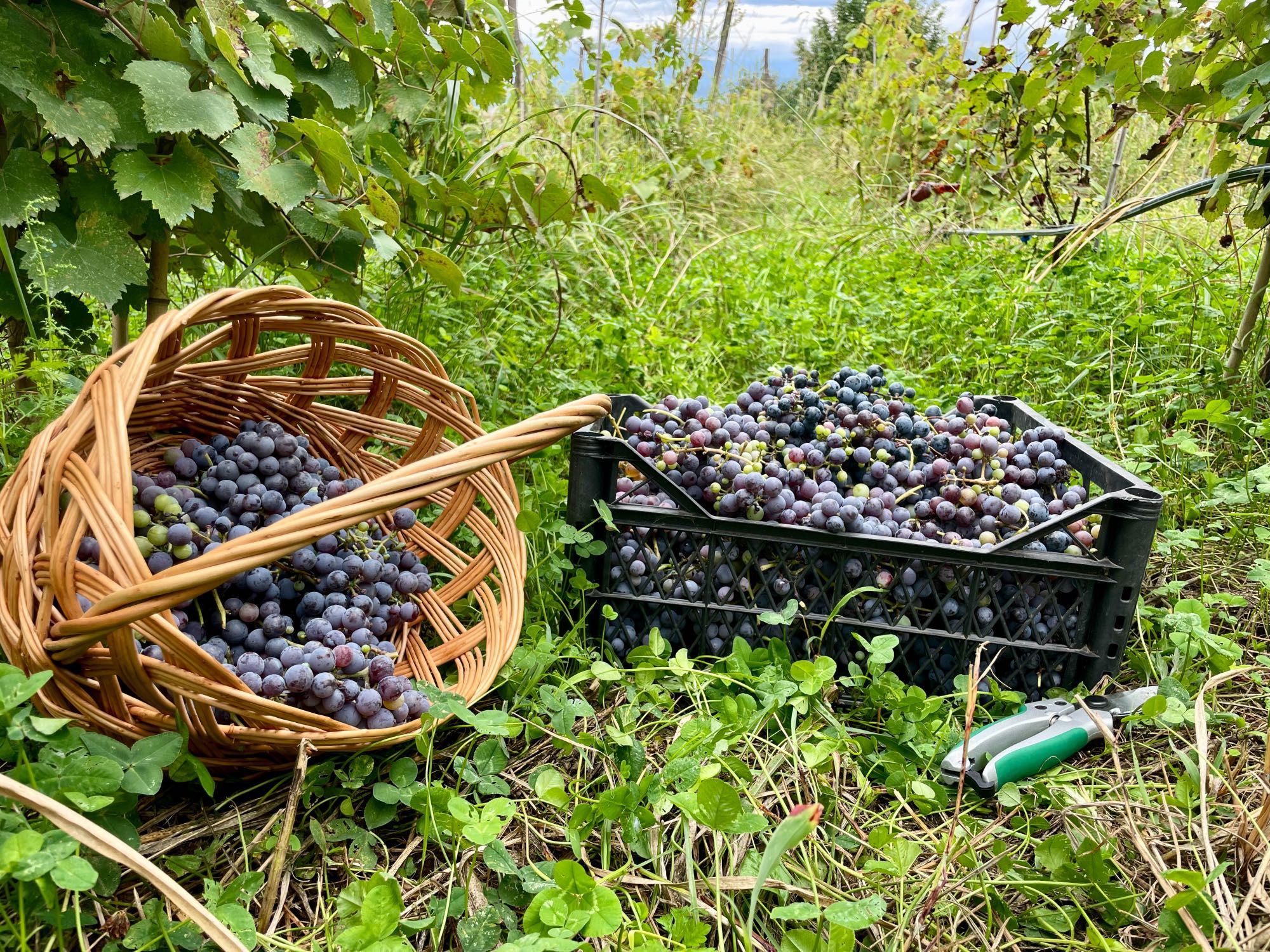 chkhaveri grapes collected in baskets