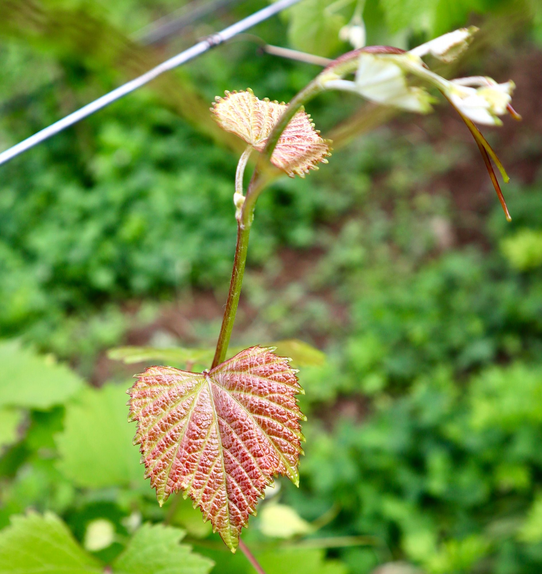 closeup of new grapeleaves & tendrils tinged red