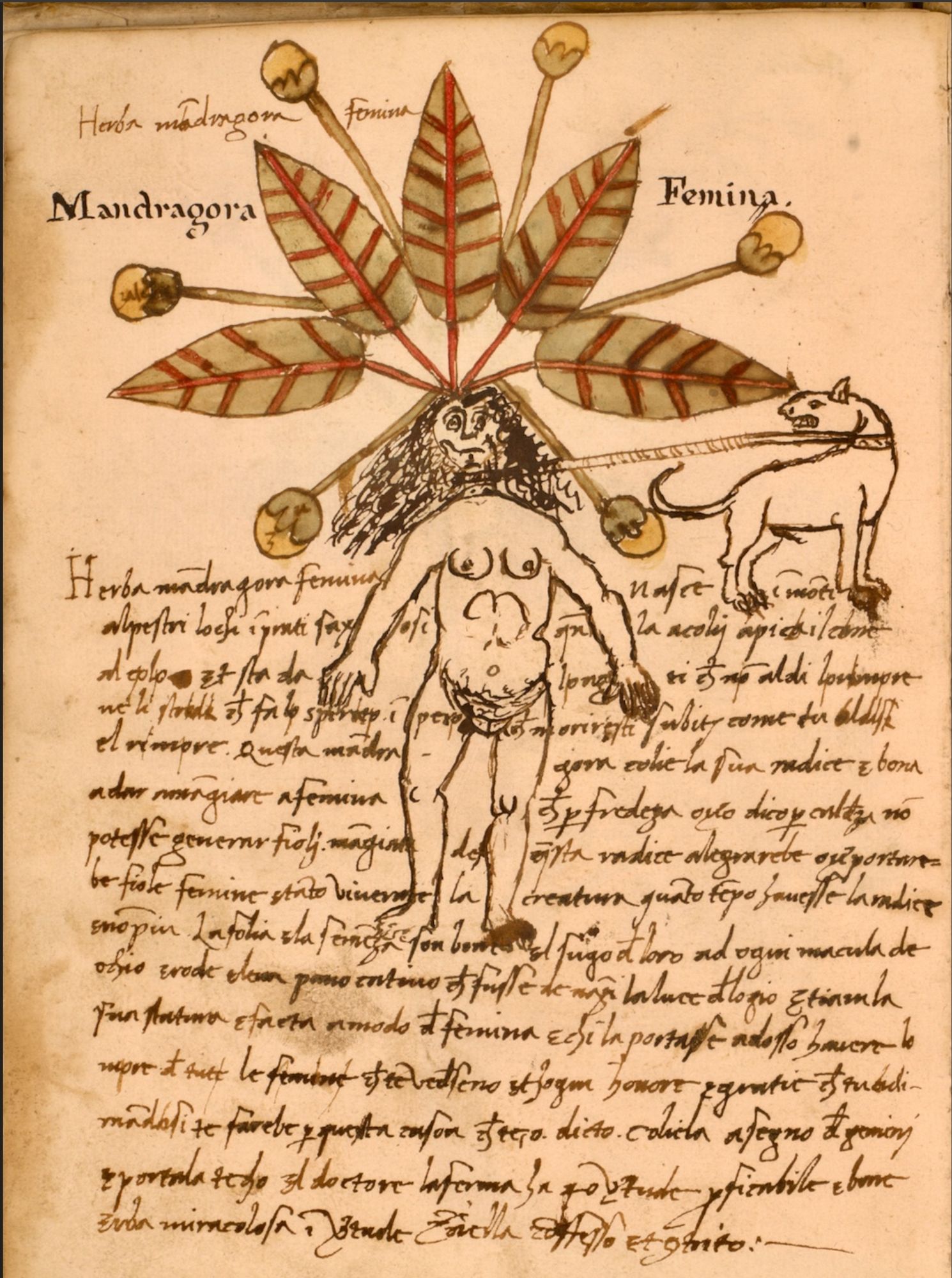 mandrake? from a 15th-century Venetian illustrated herbal