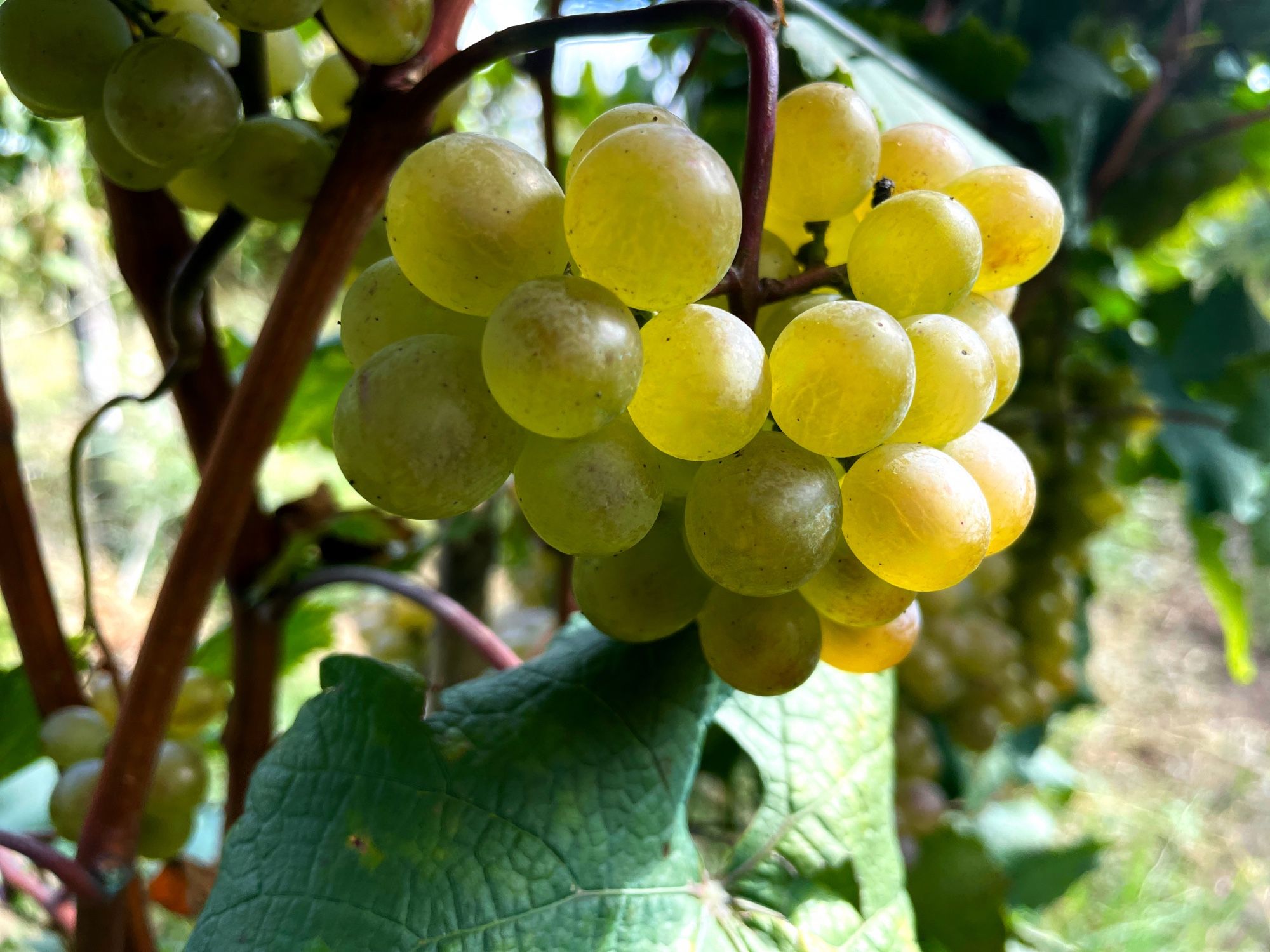 small bunches of green grapes on vines