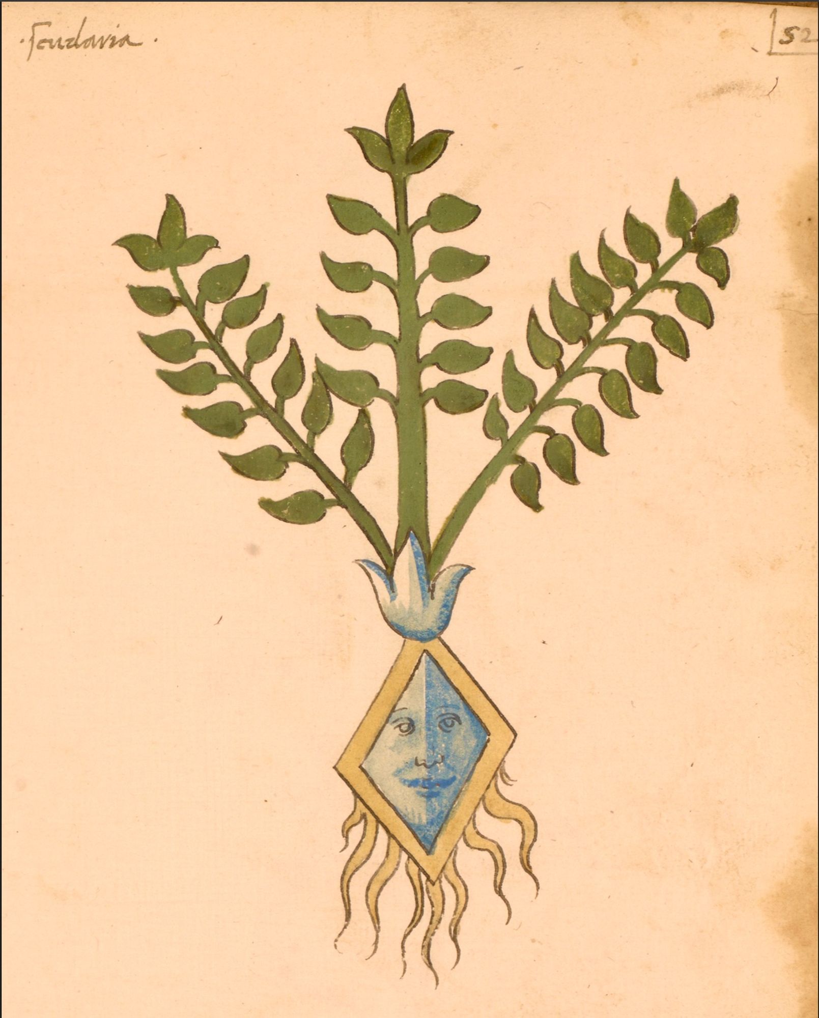 blue diamond root from a 15th-century Venetian illustrated herbal