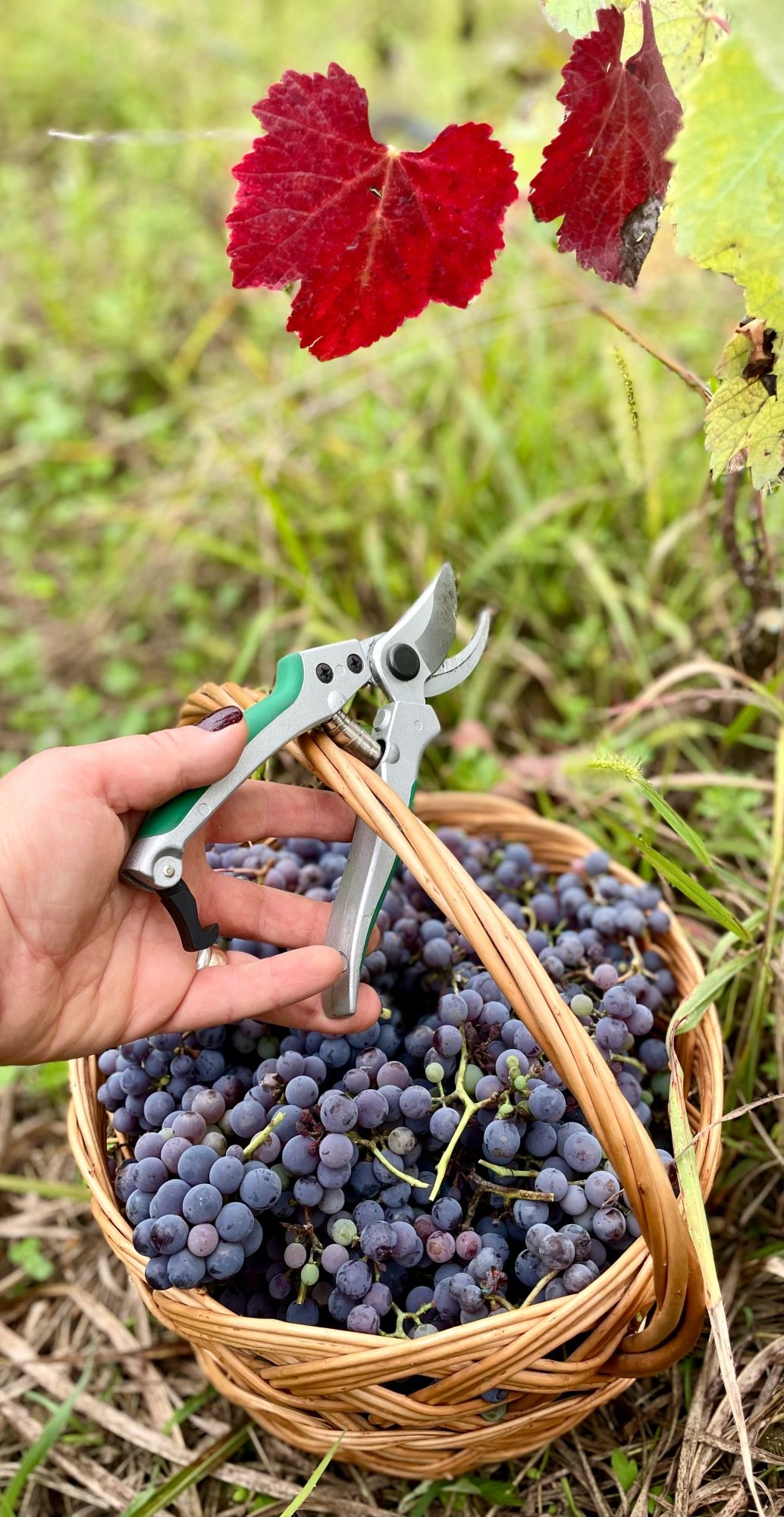 chkhaveri grapes with some red vine leaves