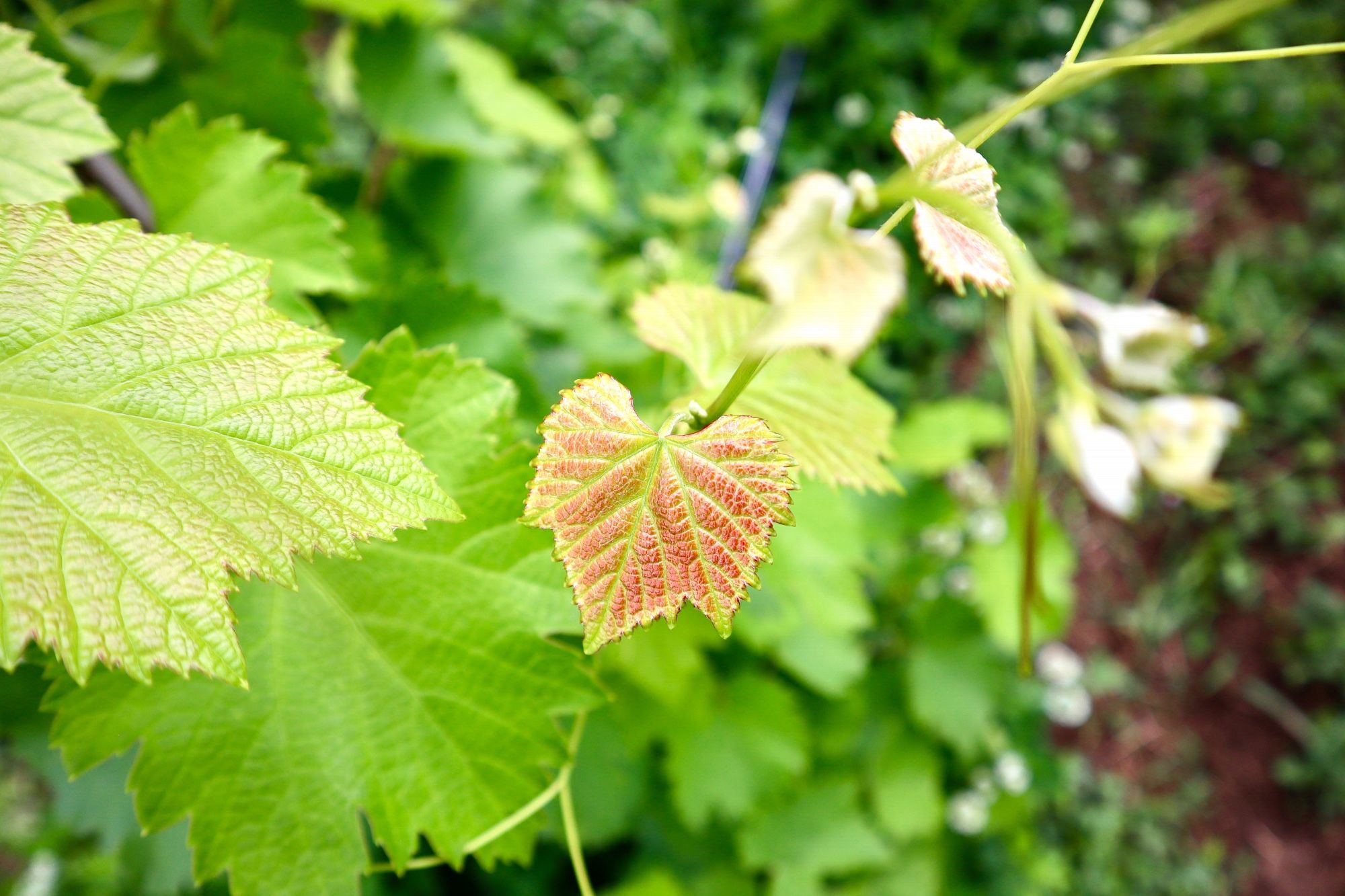 closeup of new grapeleaves & tendrils tinged red