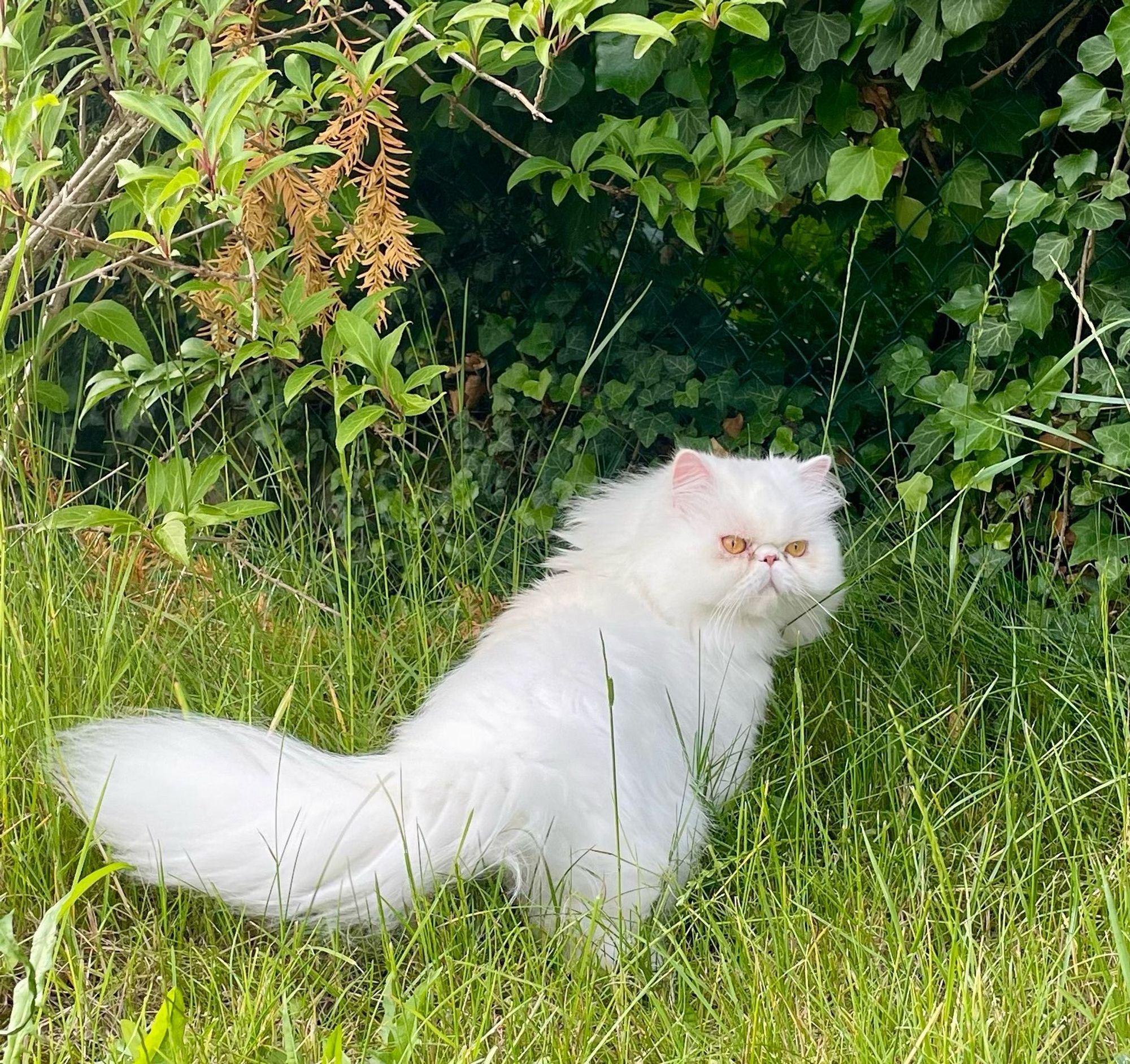 Maggie im Garten, im Jagdmodus wegen Vögeln, Fliegen, Mücken, Schnecken, Ameisen, dem Wind, Geräuschen, etc…