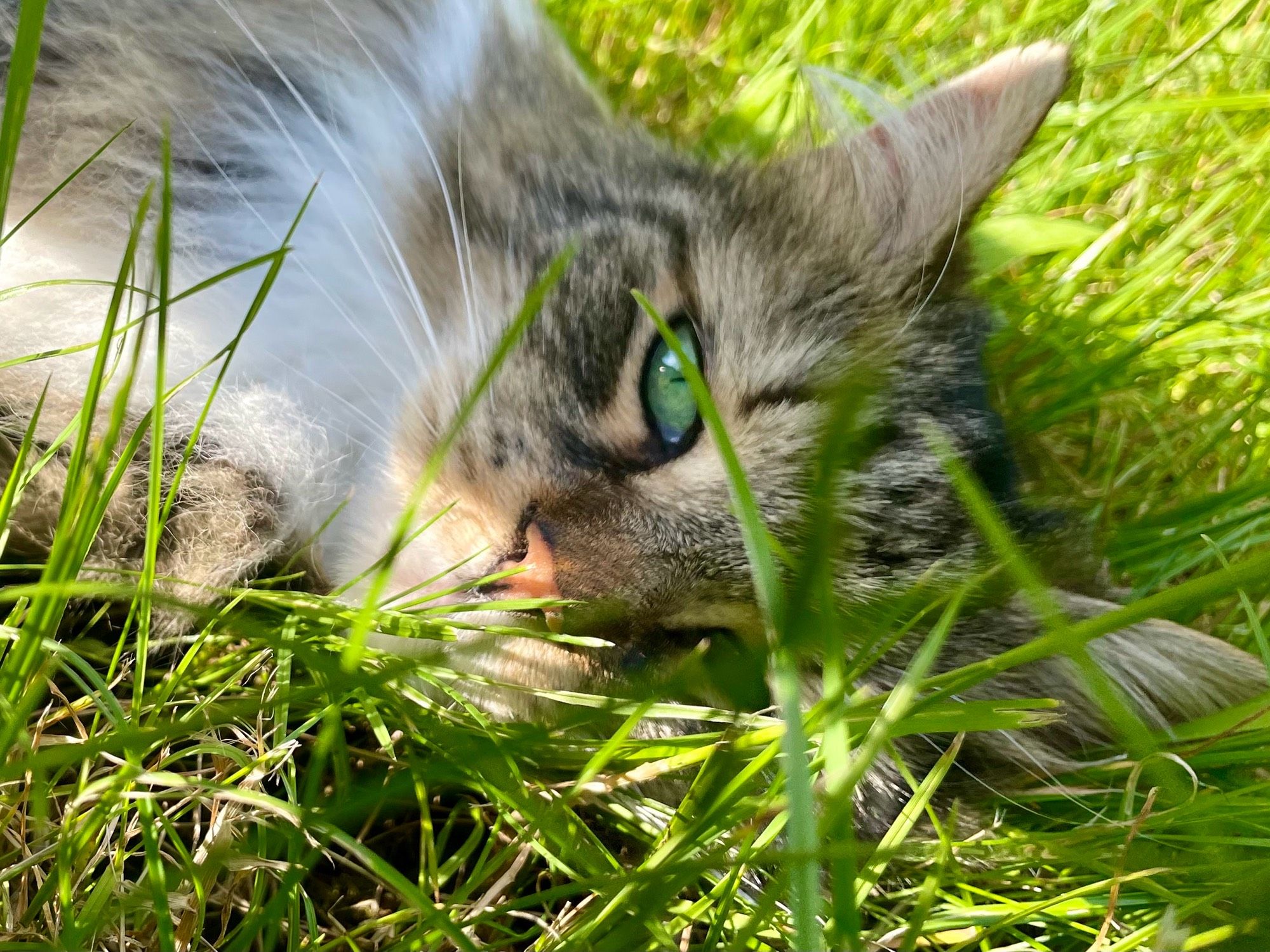 Smilla, liegend im Gras