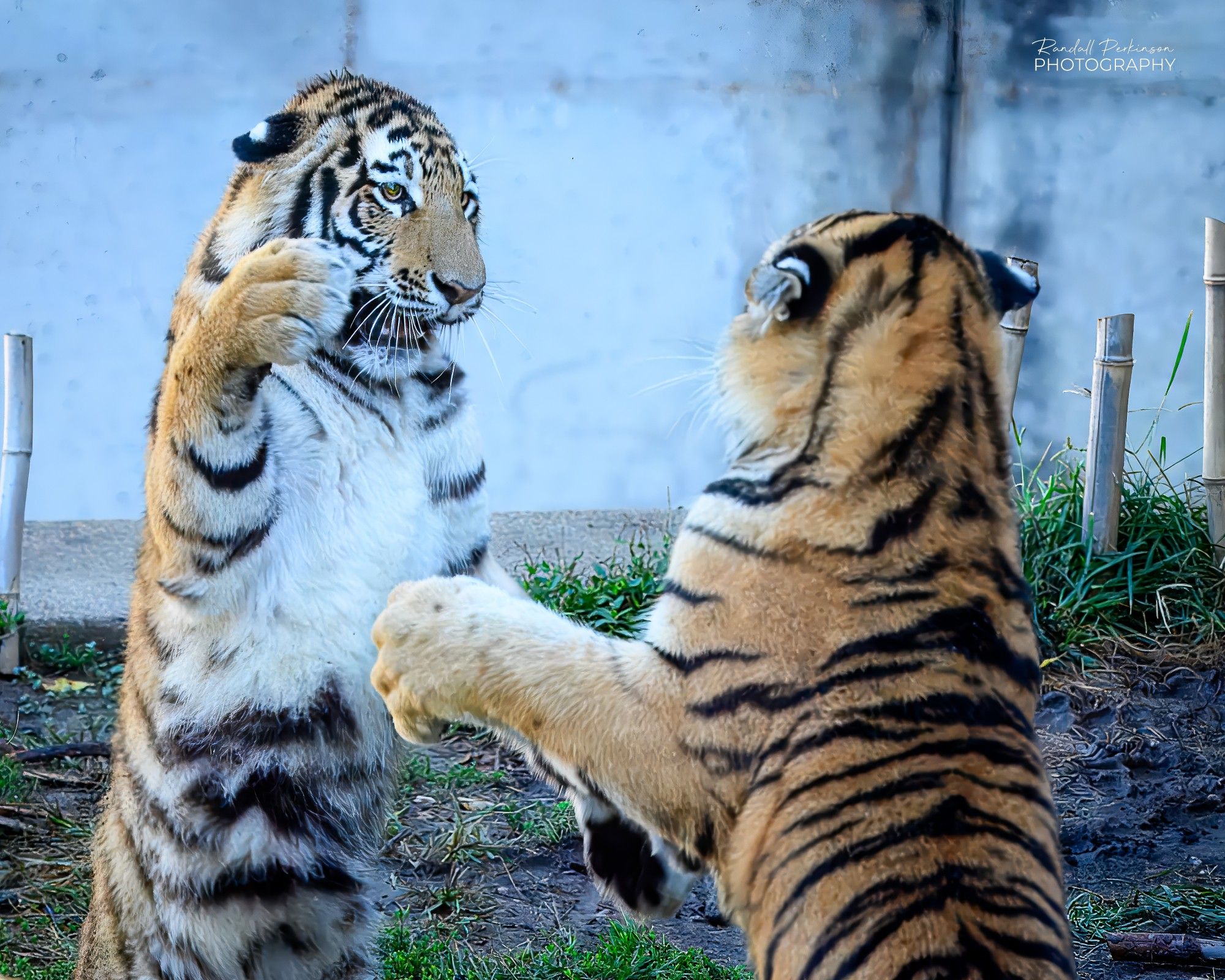 Two 10-month-old tiger cubs face each other on hind legs with front paws ready to smack each other while standing on their hind legs.