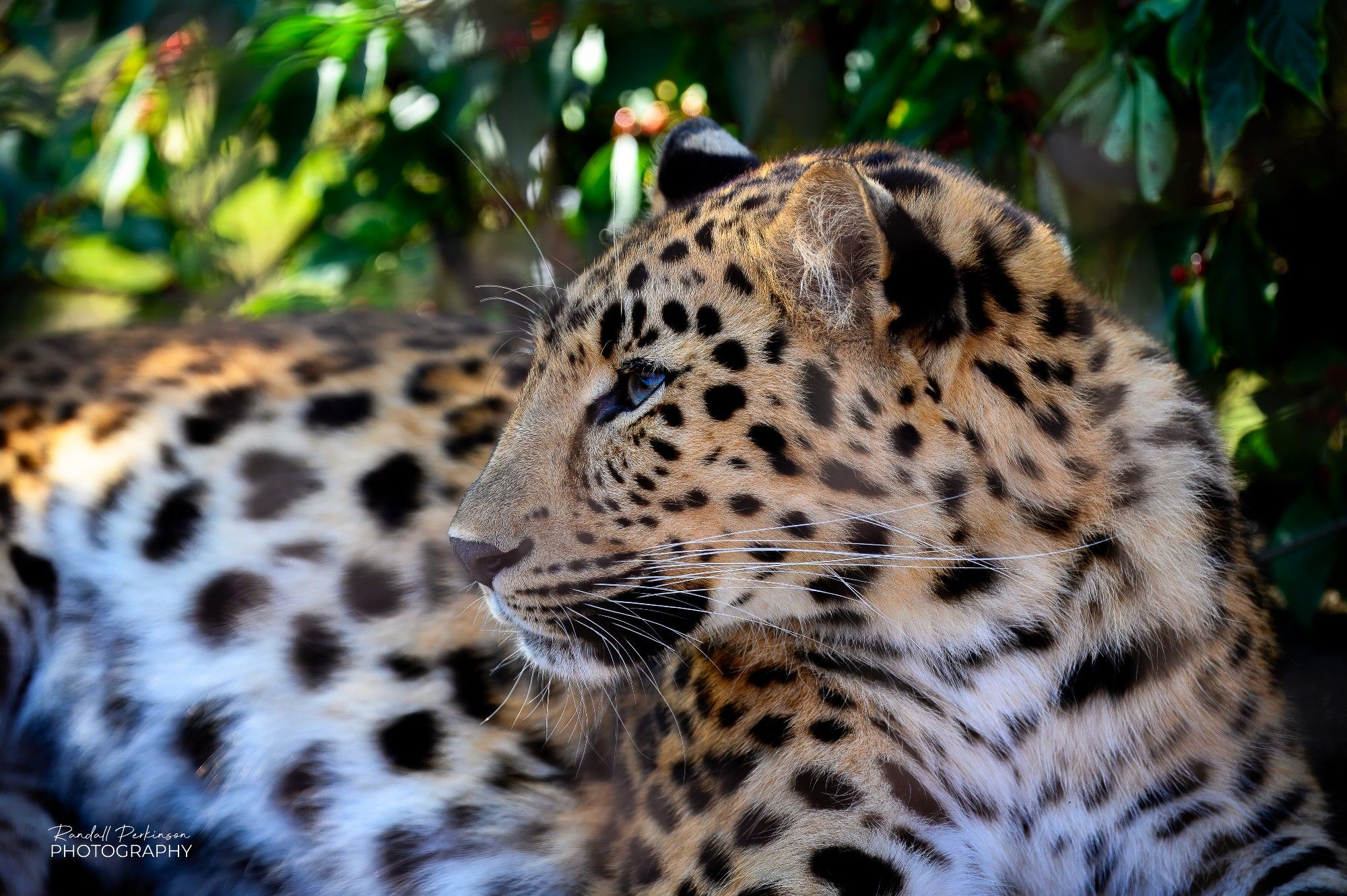 view of the side of the head of an Amur Leopard looking to the left while lying down.