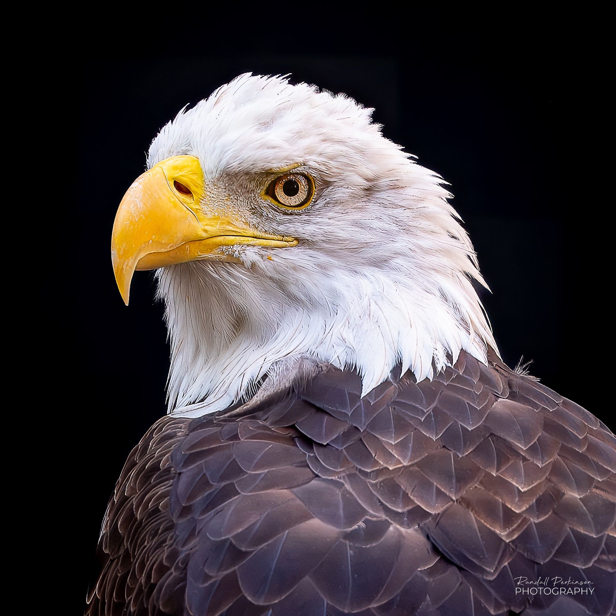 Closeup of the head and upper body of a bald eagle.