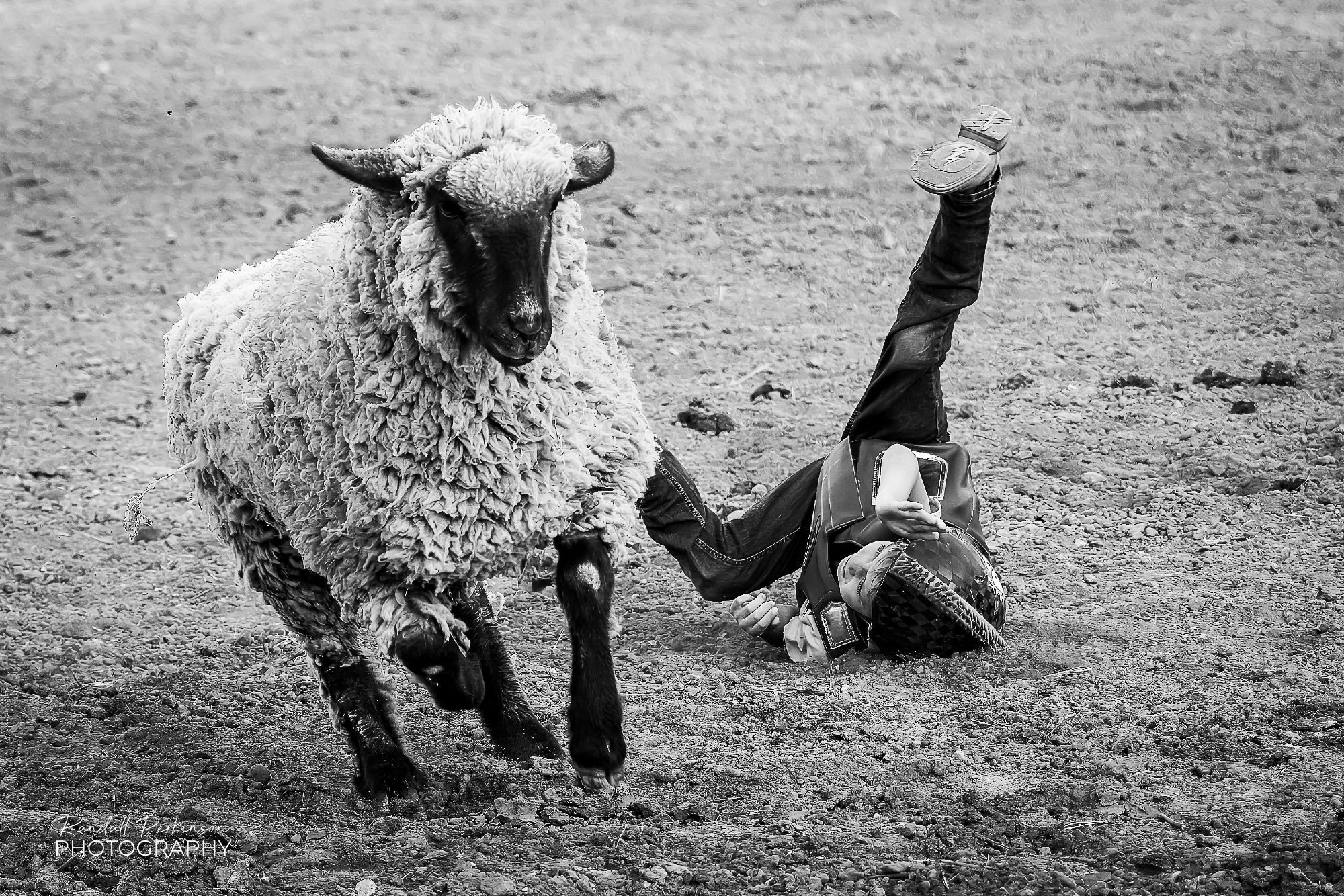 A small boy wearing a helmet and hardened vest hits the gound on his back with his legs in the air after falling off a sheep he was riding.