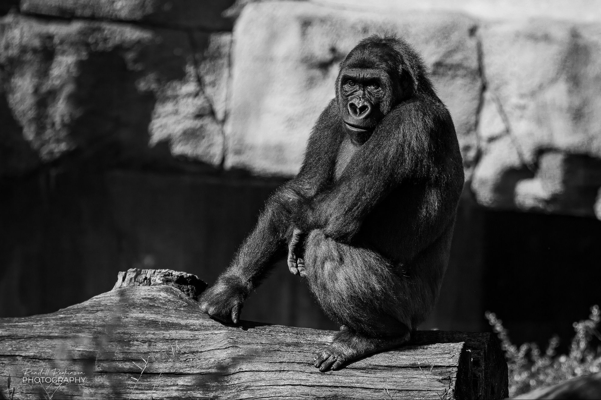 A male gorilla sits on a log in his outdoor exhibit area on a sunny fall morning.