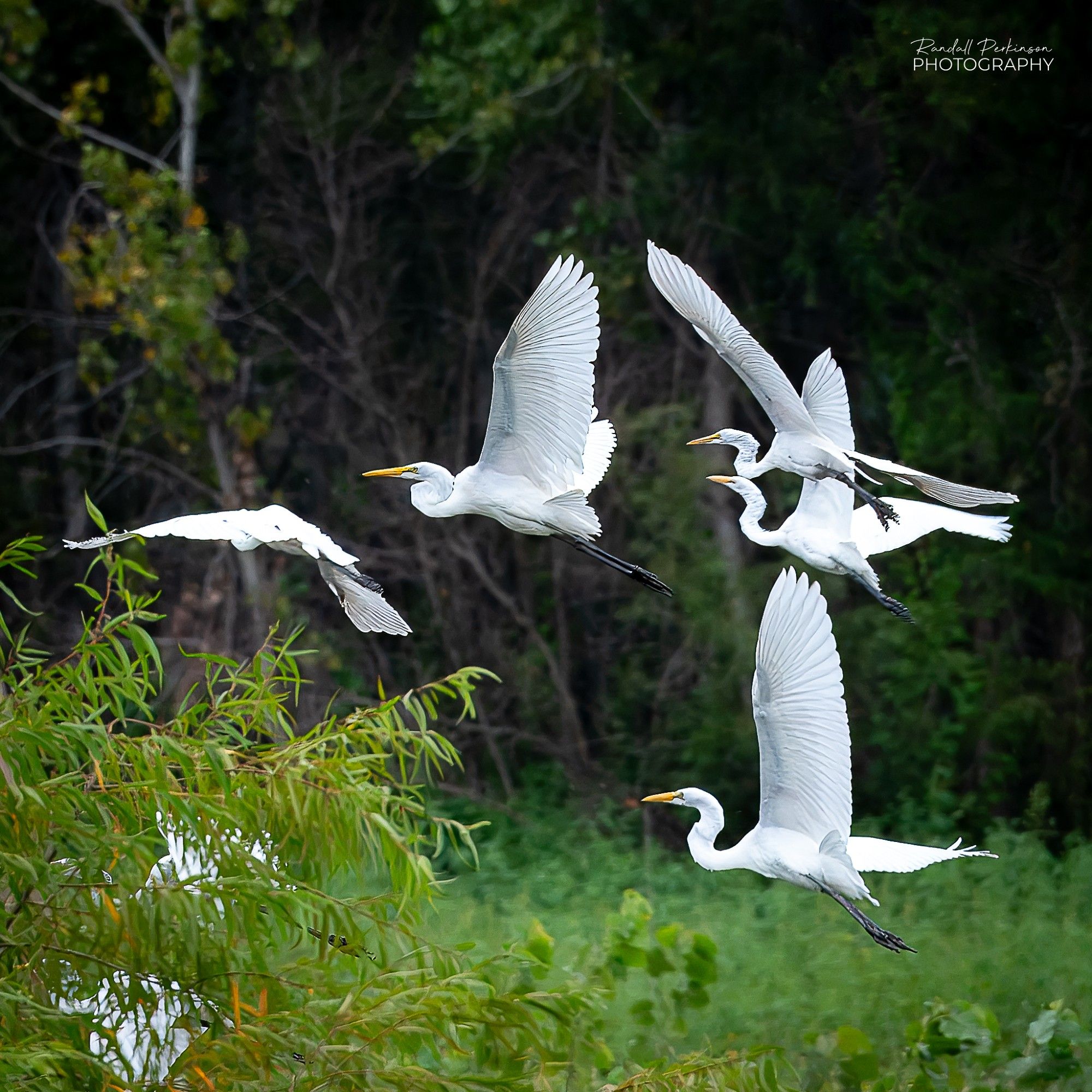 Seven white Great Egrets in flight.  Two are partially hidden by a tree.