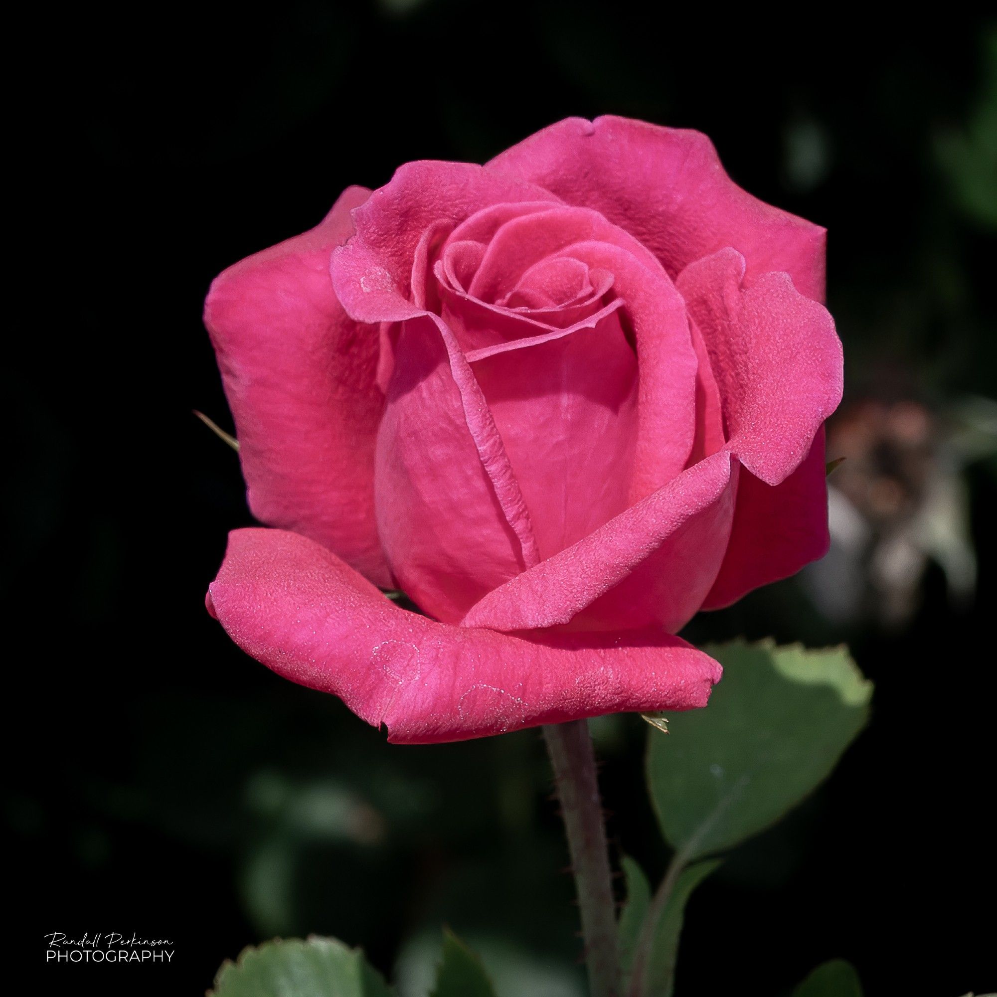 A single pink rose.