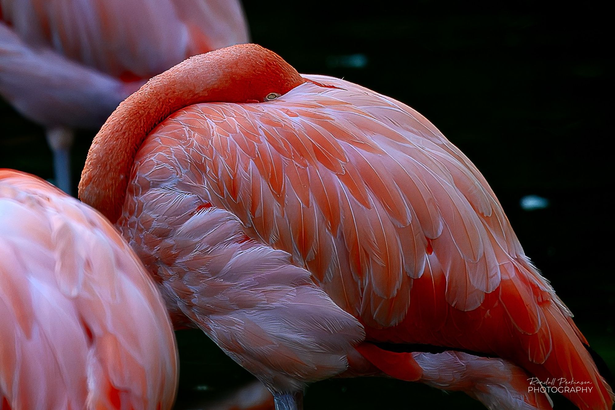 A brightly colored flamingo rests with its neck folded back across its body and its beak tucked into its back feathers.