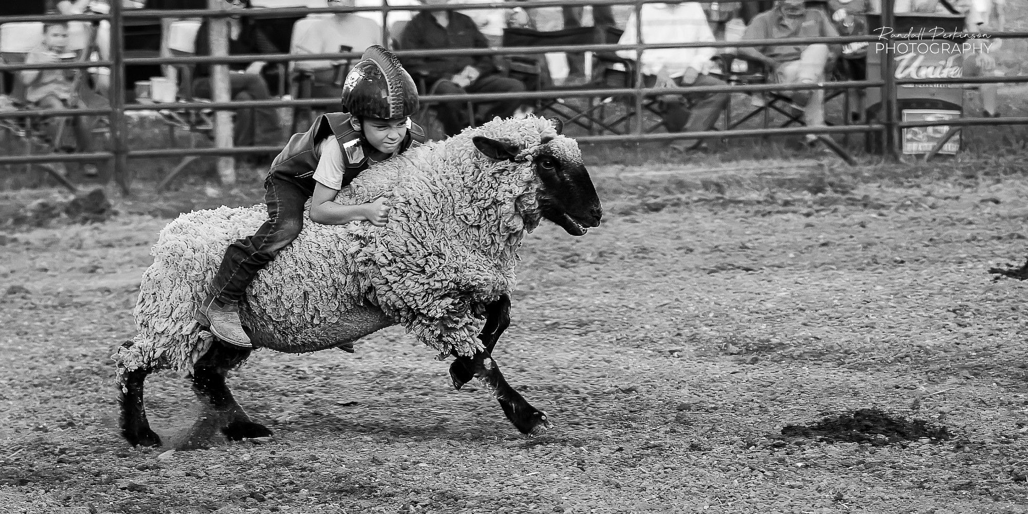 A small boy wearing a helmet and hardened vest rides on the back of a sheet in a rodeo mutton busting event.