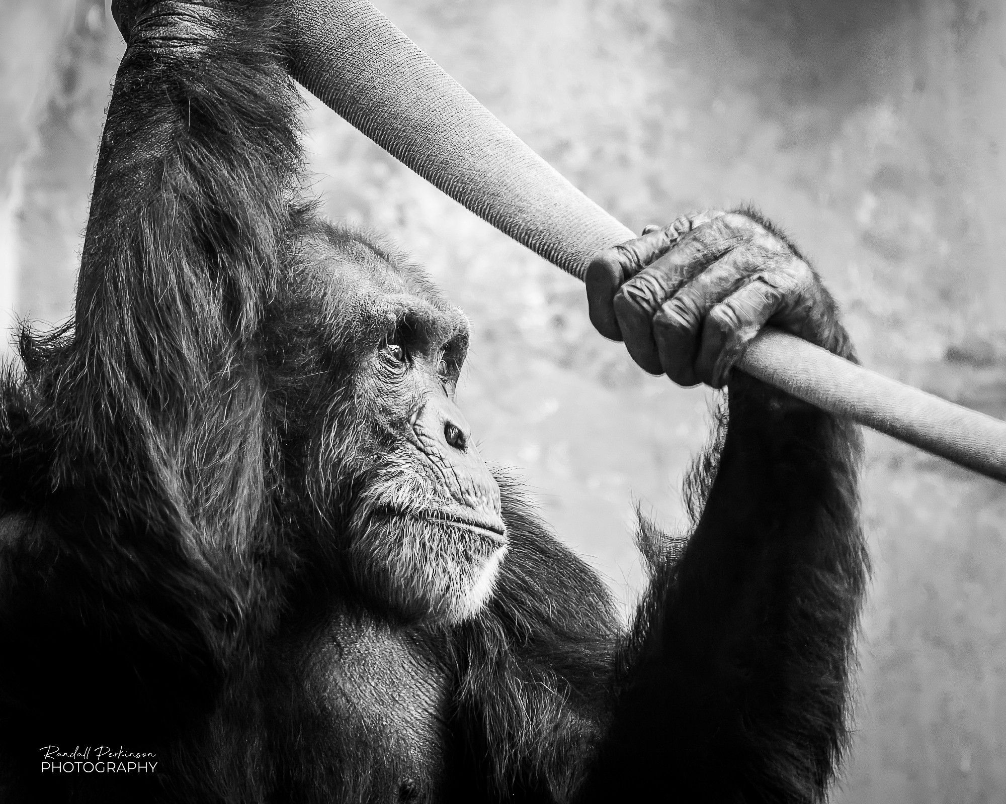 Upper body shot of a chimpanzee looking off the right while holding onto a hose over his head with both hands.