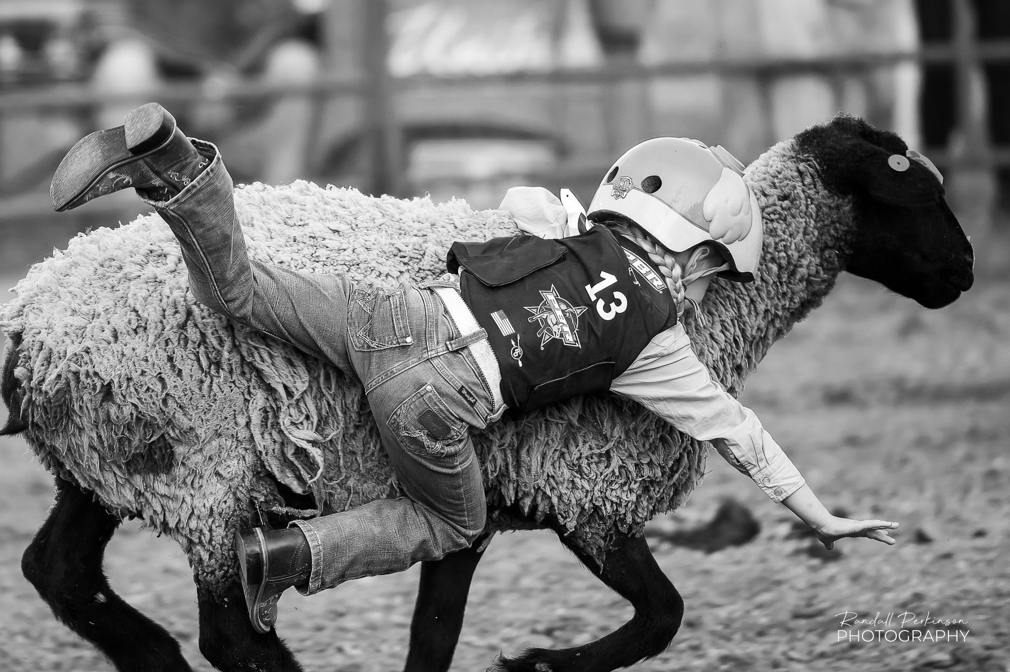 A small girl wearing a helmet and hardened vest is falling off a sheep she is trying to ride.