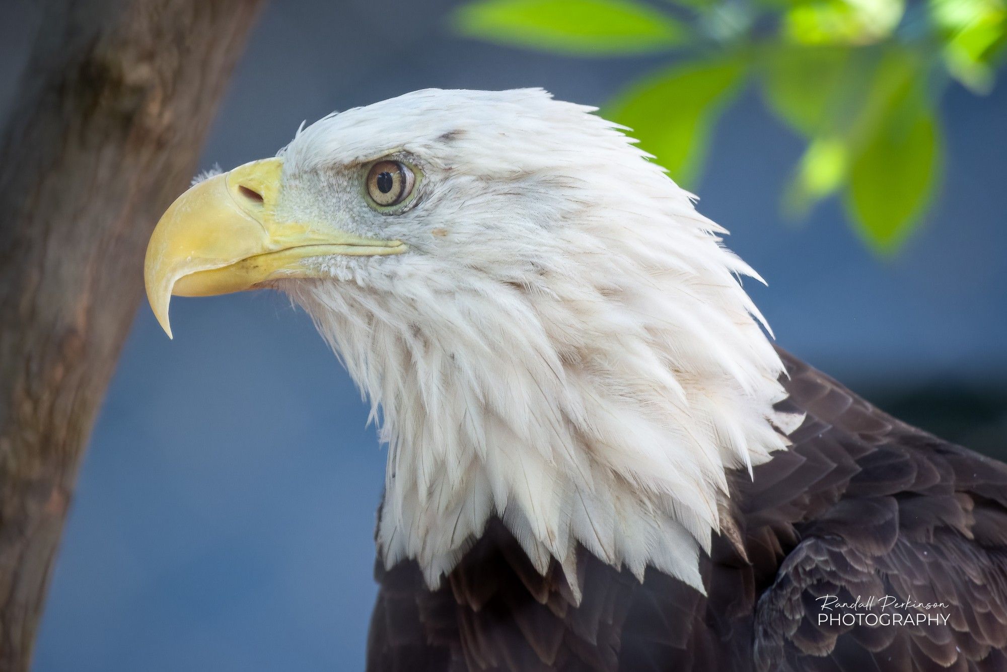 Head shot of an American Bald Eagle.