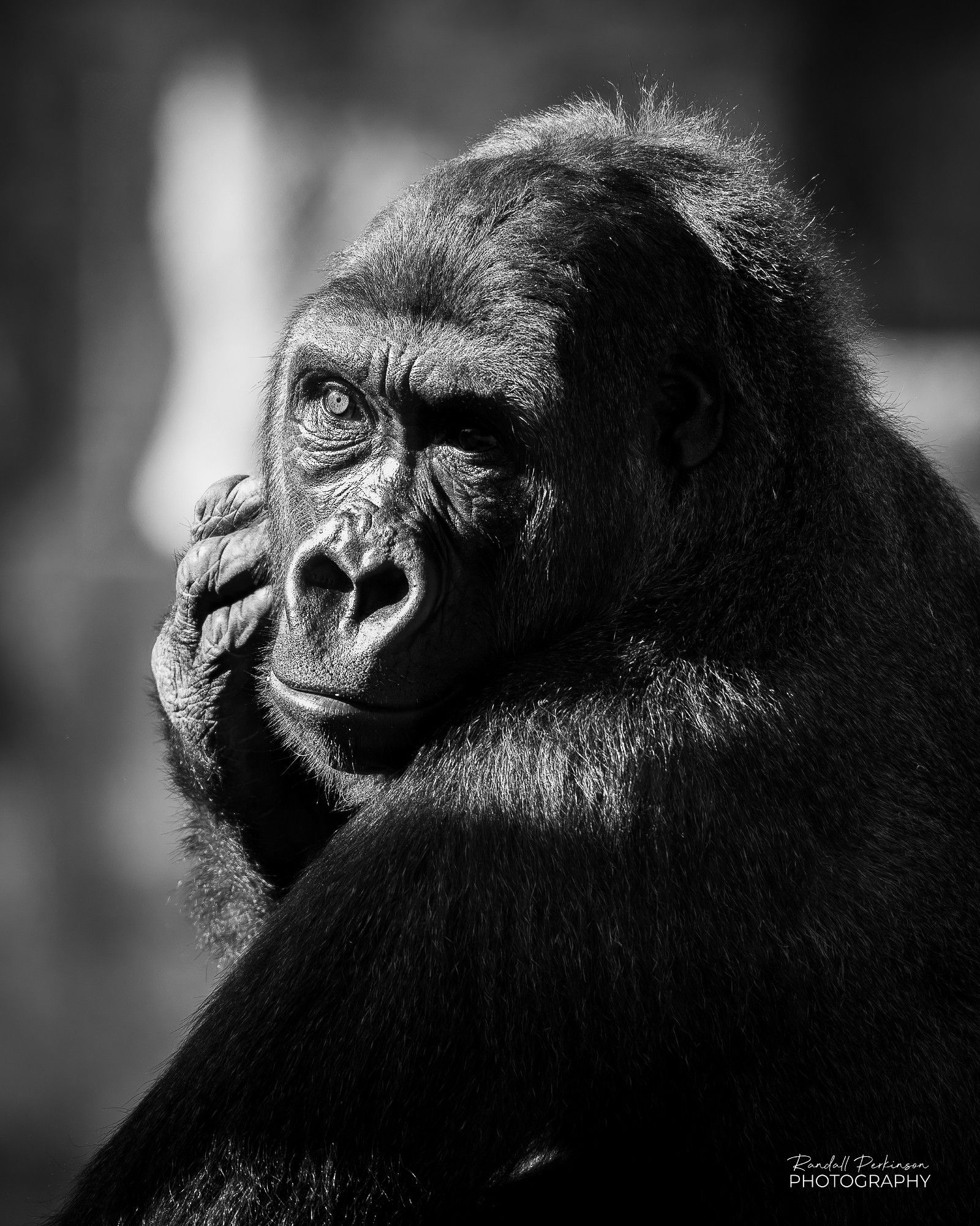 Portrait of a male gorilla looking back at the camera over his left shoulder.