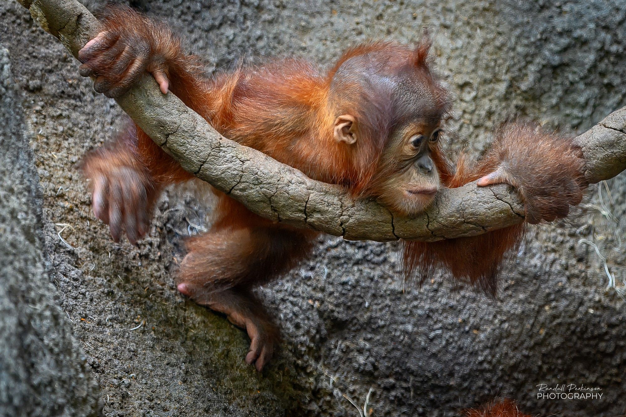 Baby orangutang holds onto and rests his chin on a tree branch or vine while standing on a rock.