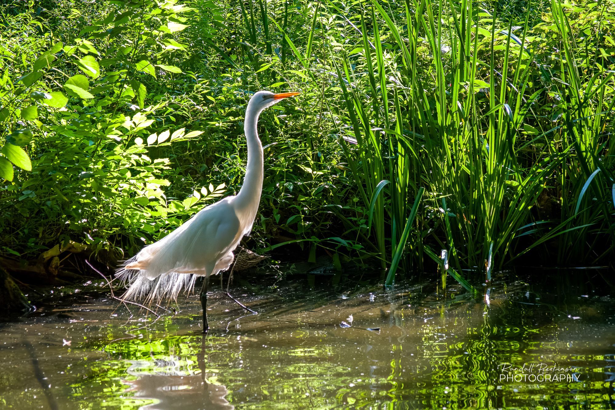 A white great egret stands in a pond in front of lush green vegetation.