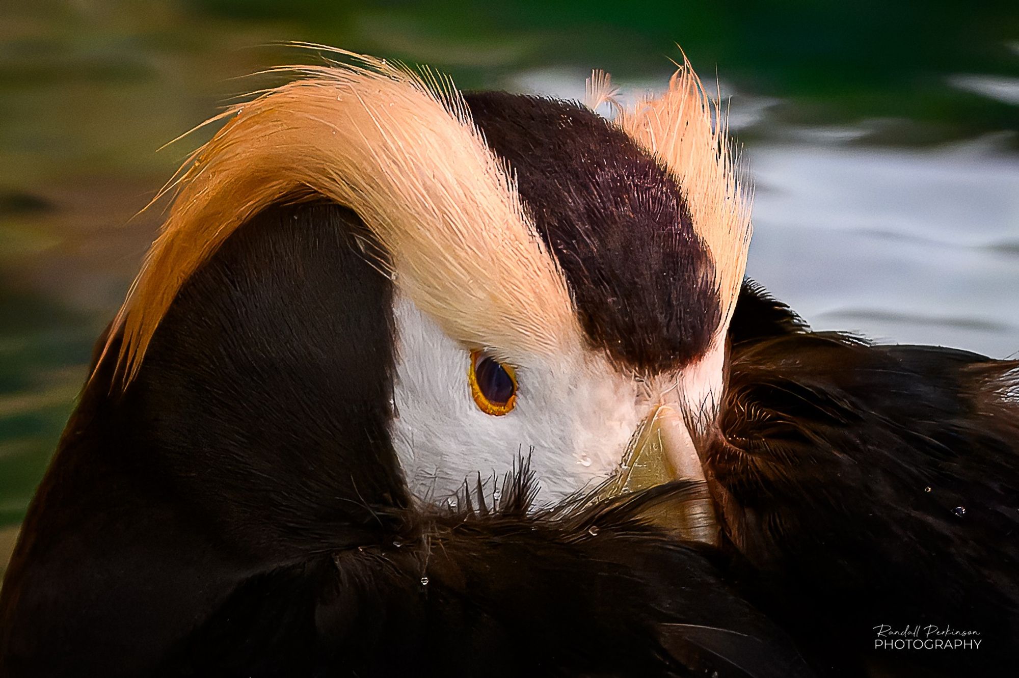 A tufted puffin, with its tufts fully developed for breading season, floats on a pool a water with its head turned and its beak buried between its back and a wing.