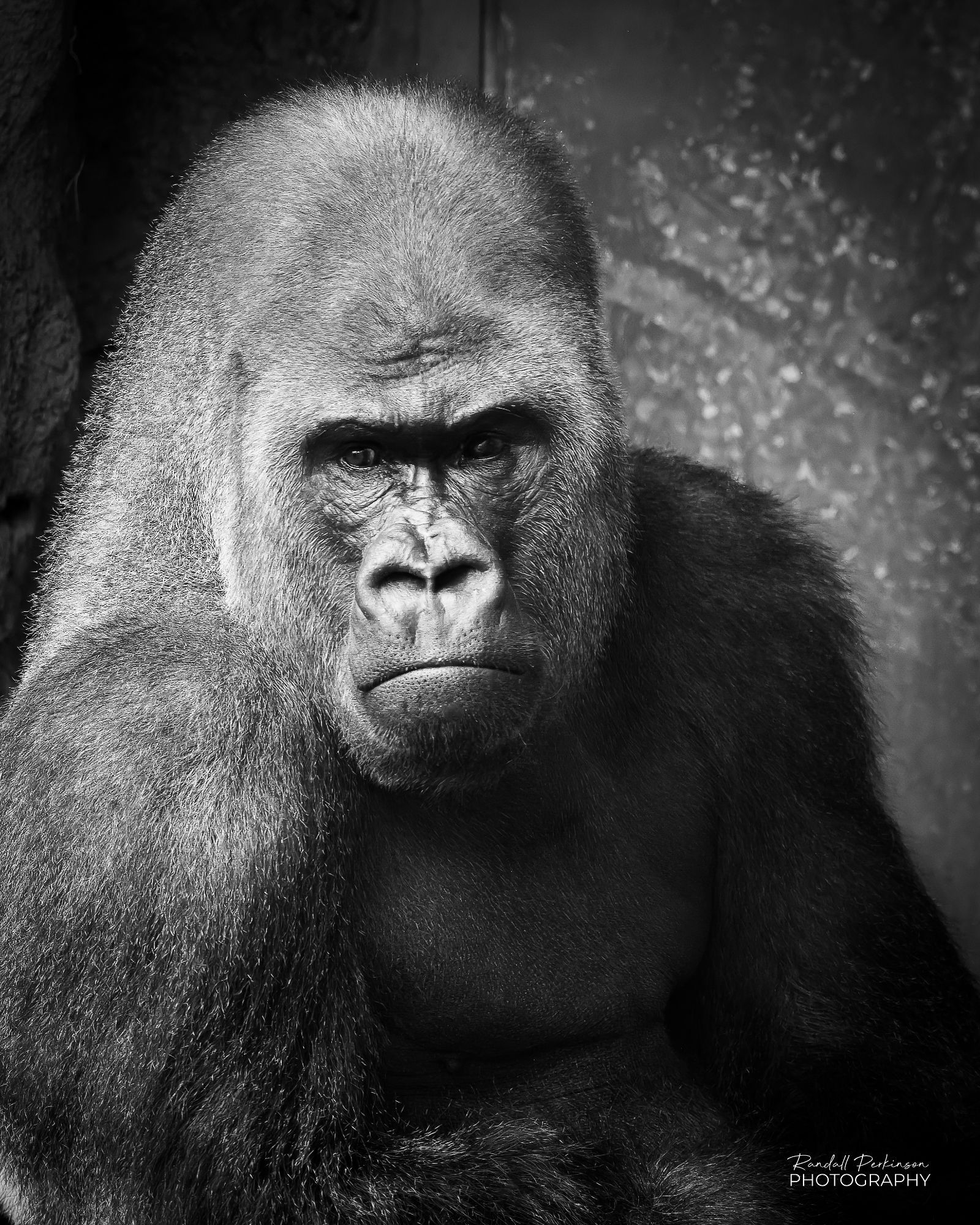 Head and upper body portrait of Bakari, an 18-year-old gorilla at the Saint Louis Zoo.