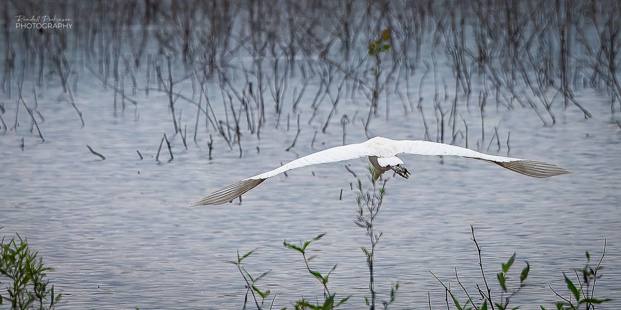 A white Great Egret in flight away from the camera.