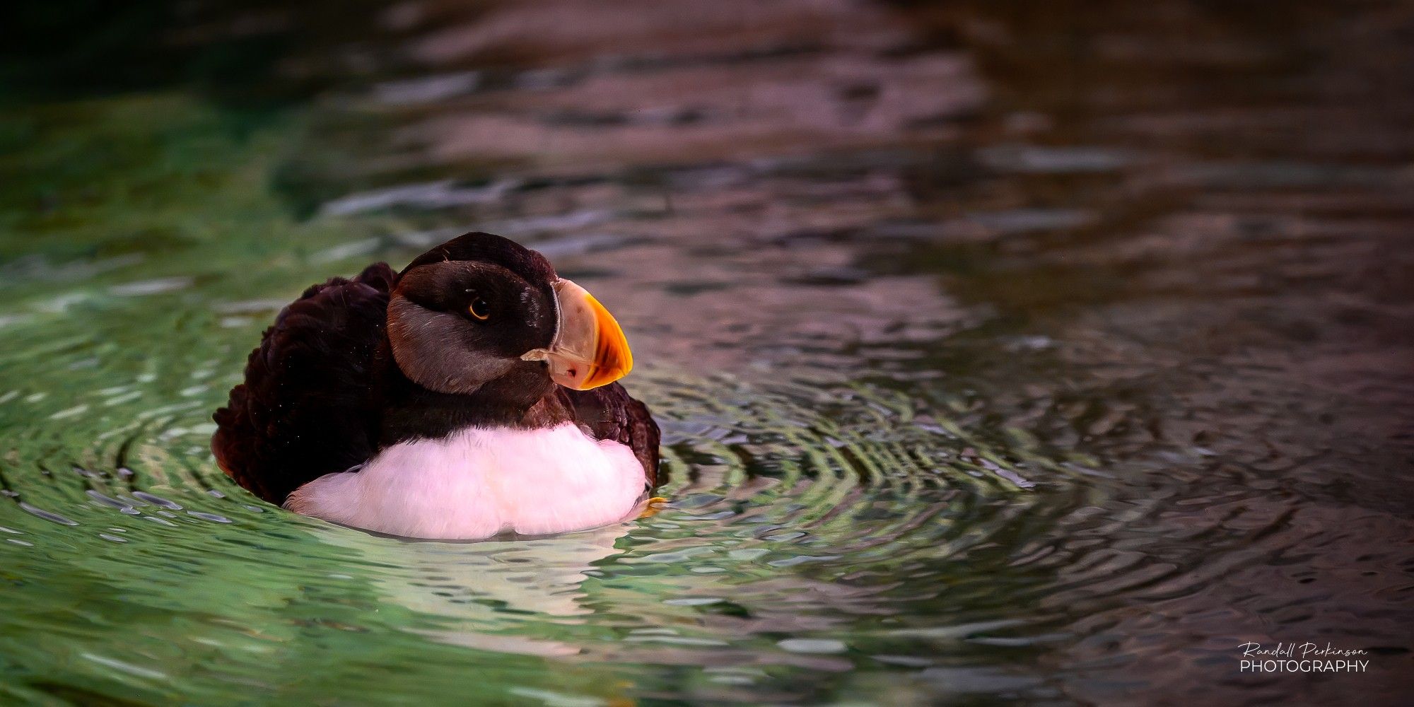 A black and white puffin with a yellow beak swims in a pool of water at a zoo exhibit.