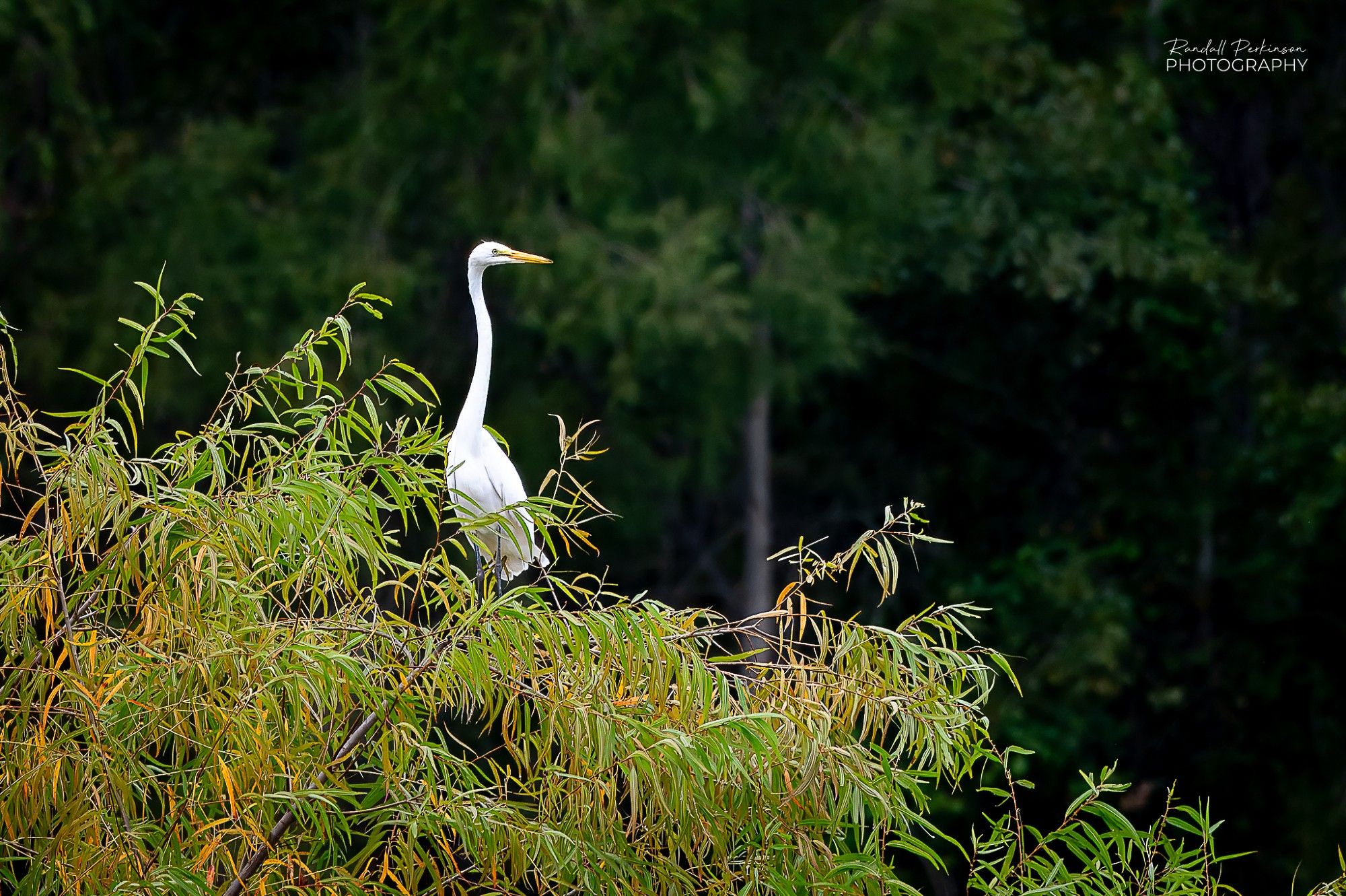 A white great egret perched on the top branches of a tree.