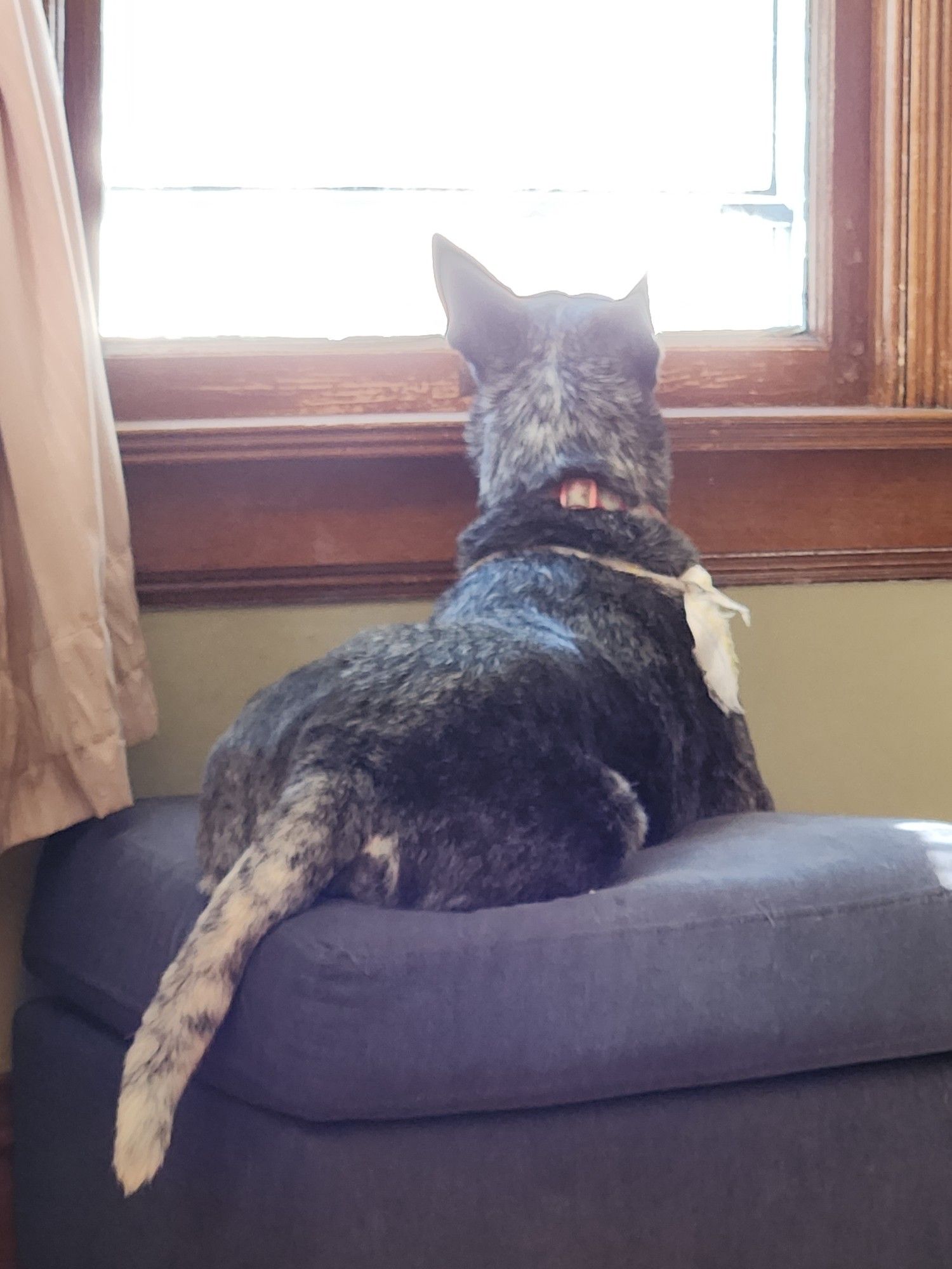 Chloe the blue heeler dog laying on an ottoman looking out the window, she is facing away from the camera.