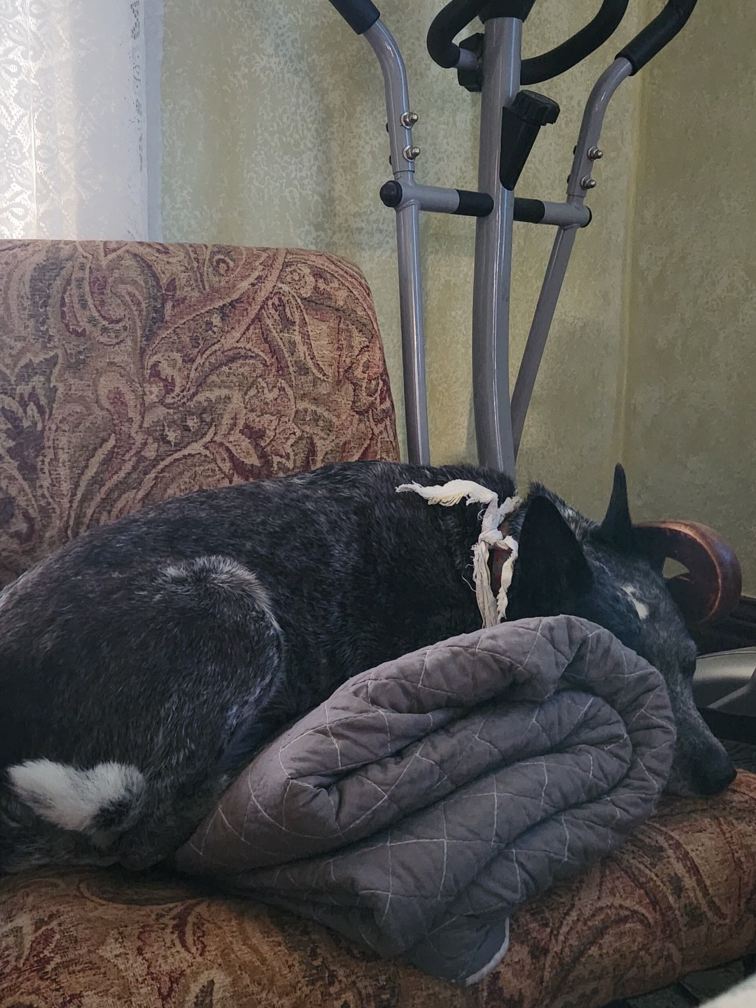 Chloe the blue heeler dog laying on a folded up quilt on a rocking chair