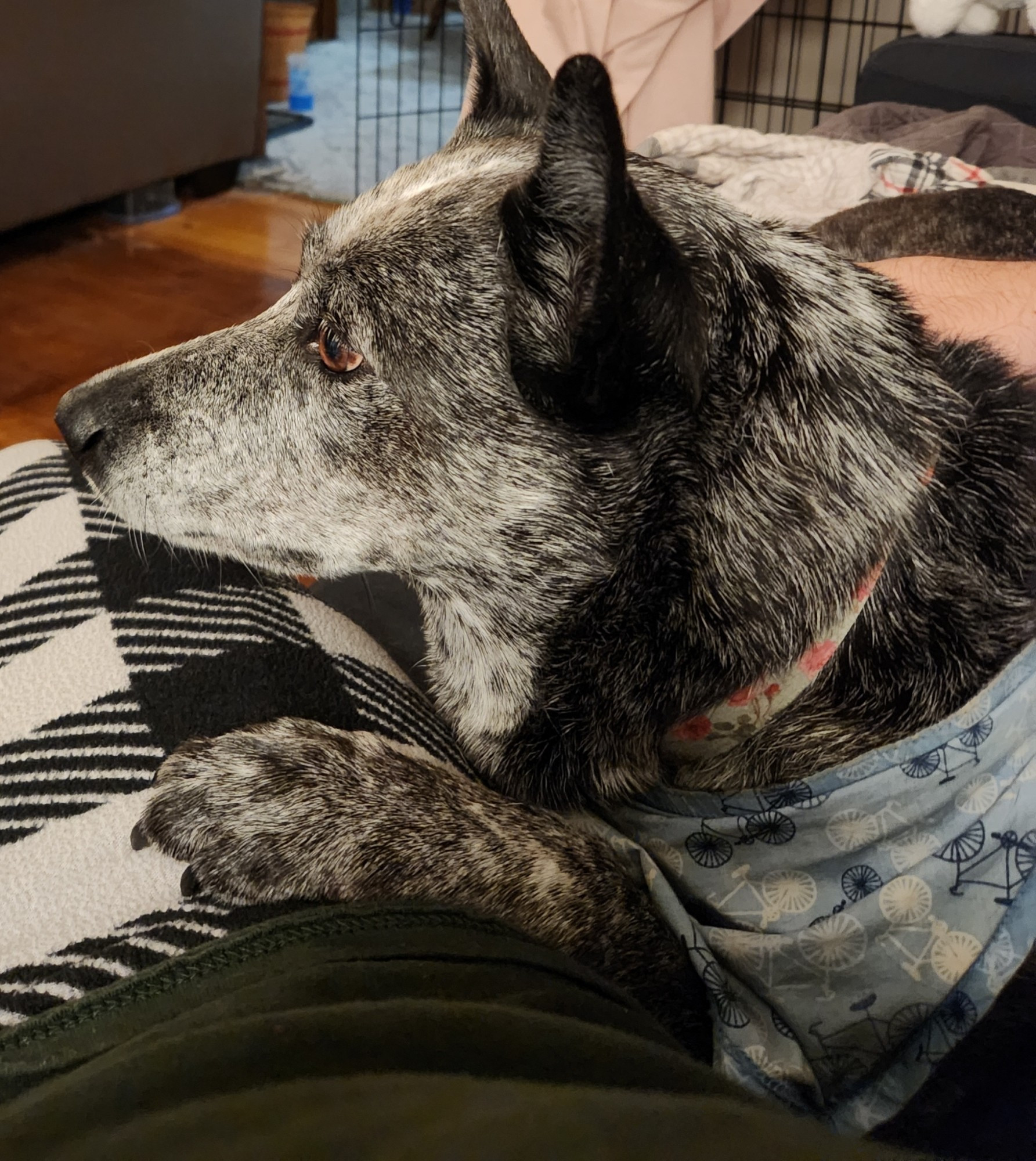 Chloe the blue heeler dog laying with her paw on my leg