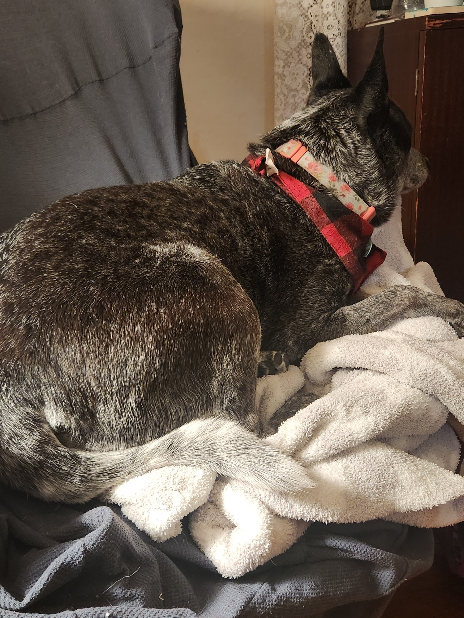 Chloe the blue heeler dog laying on a fluffy blanket on a chair, her head resting on the armrest