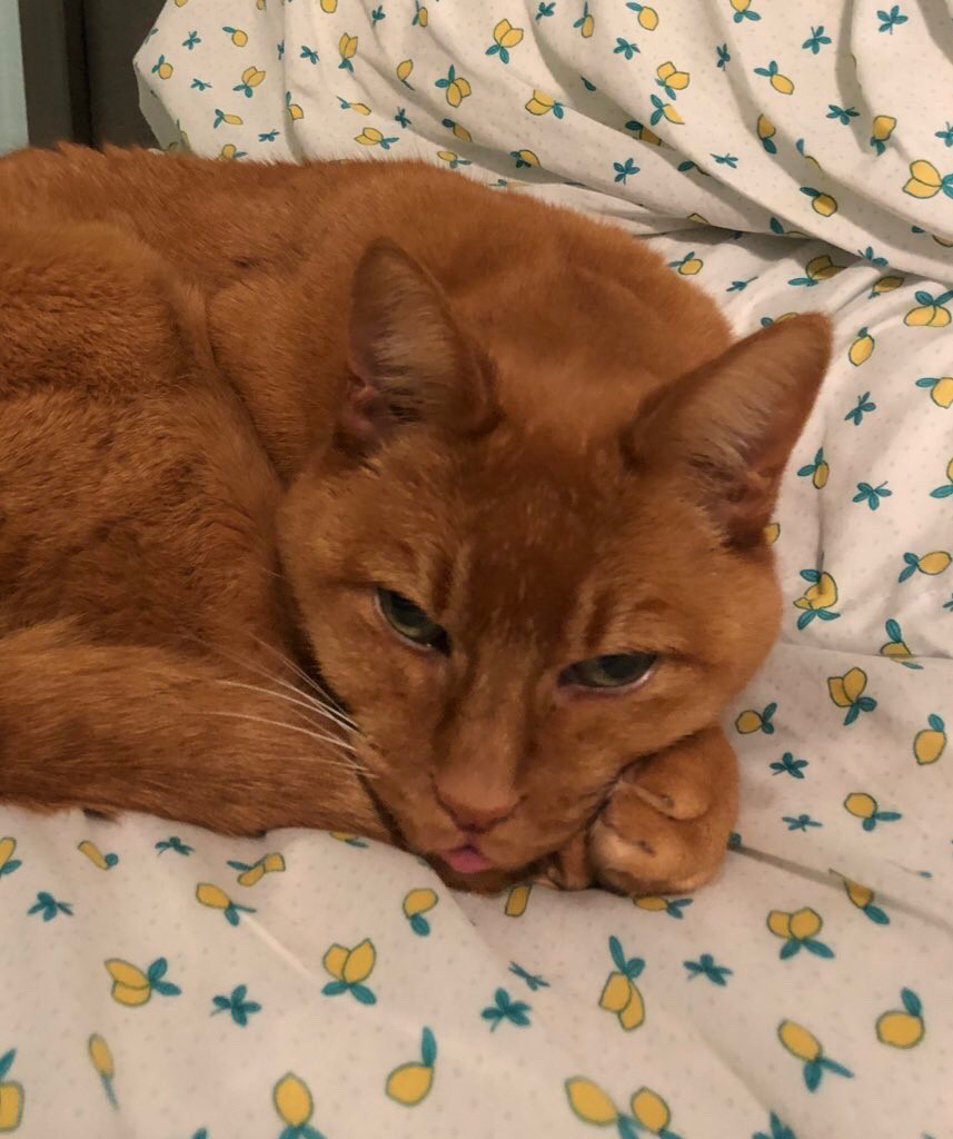 orange cat with tongue out