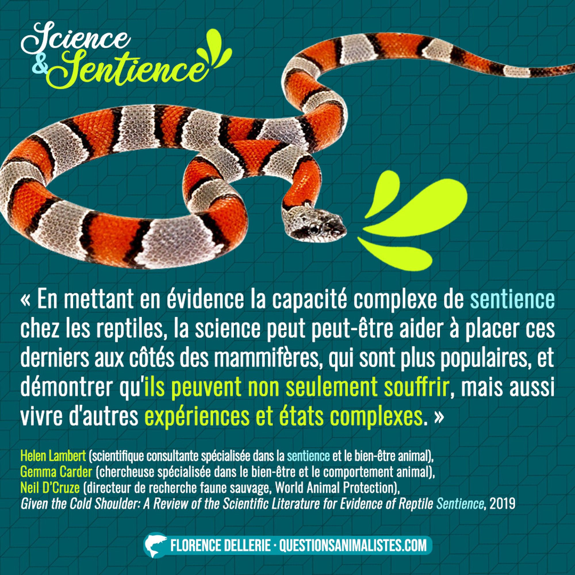 Visuel carré montrant un serpent et disant : « En mettant en évidence la capacité complexe de sentience des reptiles, la science peut peut-être aider à positionner les reptiles aux côtés des espèces de mammifères plus populaires, et démontrer qu'ils peuvent non seulement souffrir, mais aussi être capables d'autres expériences et états mentaux complexes. »
Helen Lambert (scientifique consultante spécialisée dans la sentience et le bien-être animal), Gemma Carder (Chercheuse spécialisée dans le bien-être et le comportement animal)
Neil D’Cruze (directeur de recherche faune sauvage, World Animal Protection)
Given the Cold Shoulder: A Review of the Scientific Literature for Evidence of Reptile Sentience, 2019