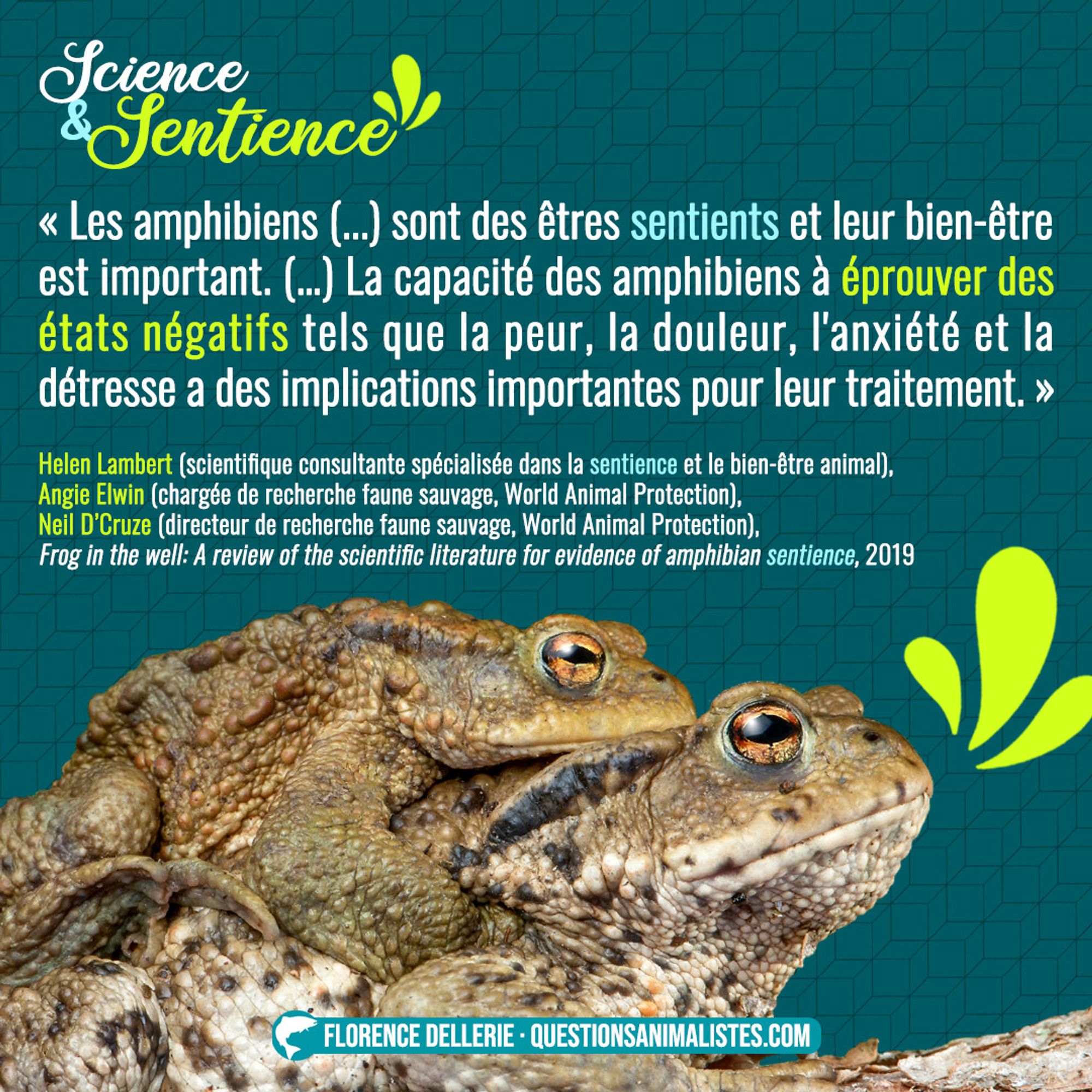 « Les amphibiens (...) sont des êtres sentients et leur bien-être
est important. (…) La capacité des amphibiens à éprouver des
états négatifs tels que la peur, la douleur, l'anxiété et la
détresse a des implications importantes pour leur traitement. »

Helen Lambert (scientifique consultante spécialisée dans la sentience et le bien-être animal),Angie Elwin (chargée de recherche faune sauvage, World Animal Protection),
Neil D’Cruze (directeur de recherche faune sauvage, World Animal Protection),
Frog in the well: A review of the scientific literature for evidence of amphibian sentience, 2019