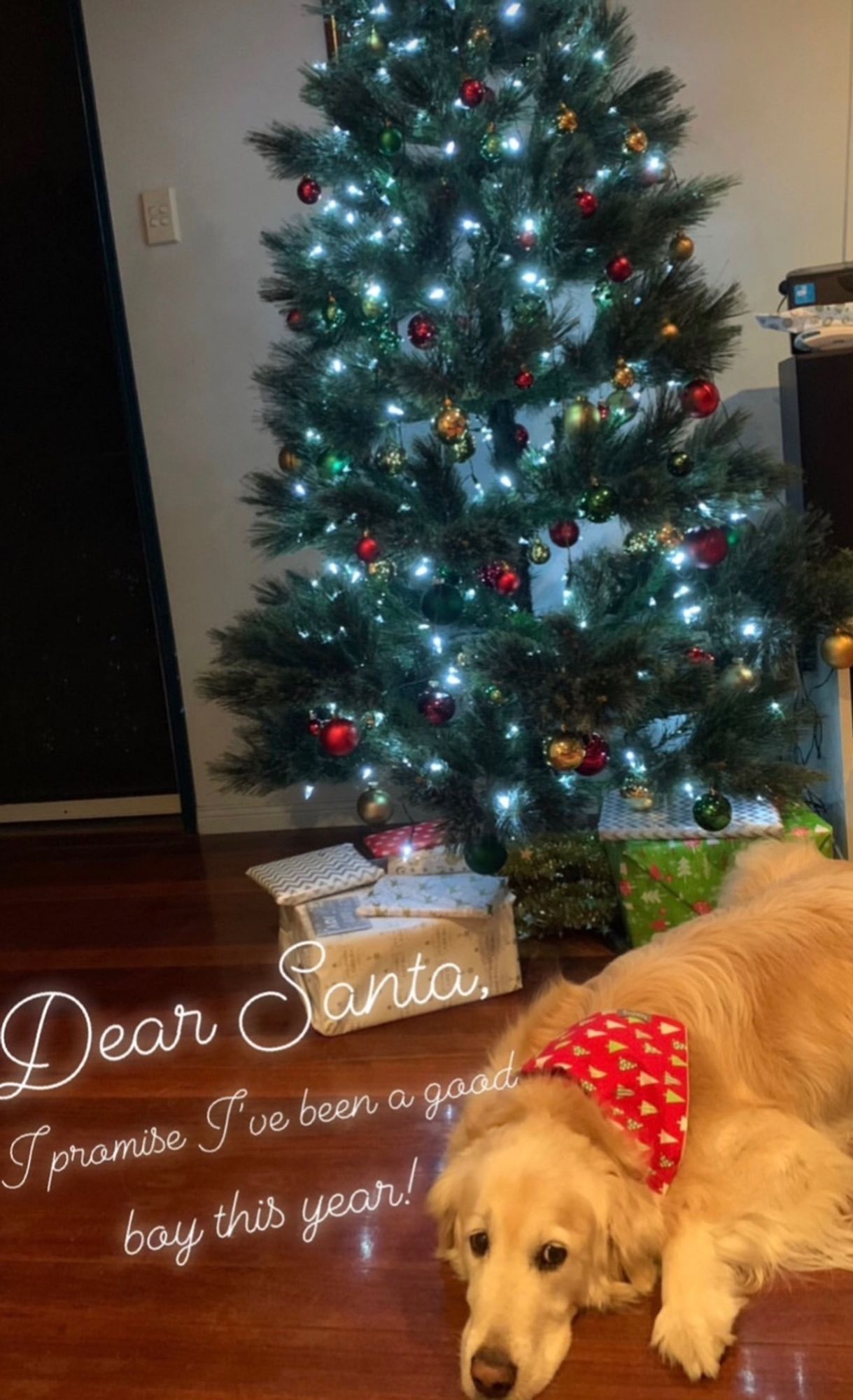 Picture of a Golden Retriever, wearing a red scarf, lying in front of a Christmas Tree, waiting for Santa.