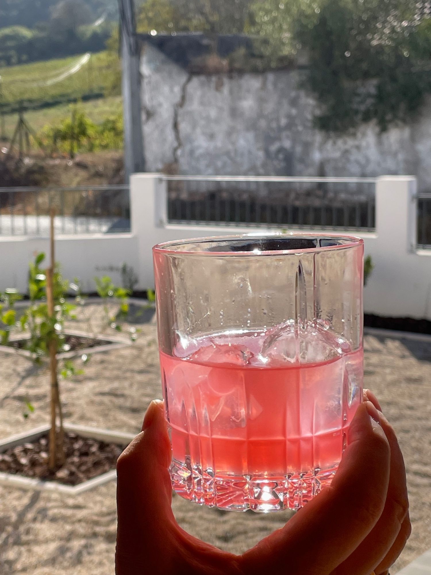 Cut crystal old fashioned glass with neon pink liquid and ice - background is my front yard, mostly gravel with a few citrus trees with neighbor's vineyard visible in top left corner