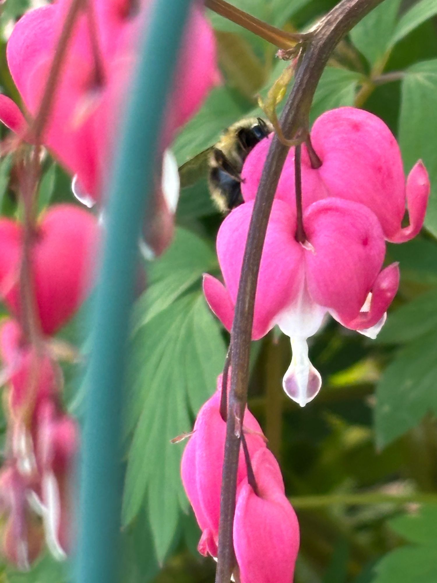 An extreme close up of a bee on some vivid pink bleeding heart blossoms.