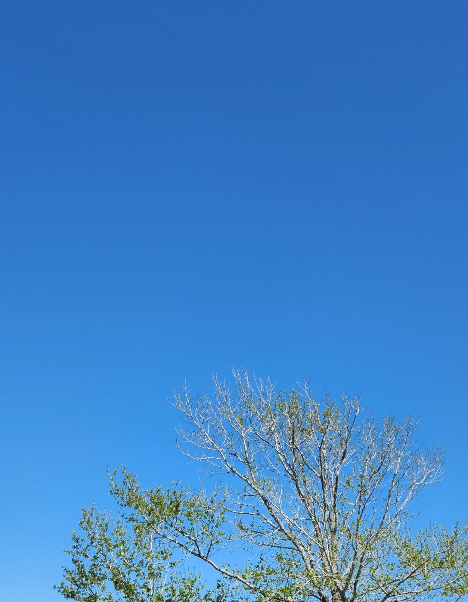 A blue sky and a little snippet of tree