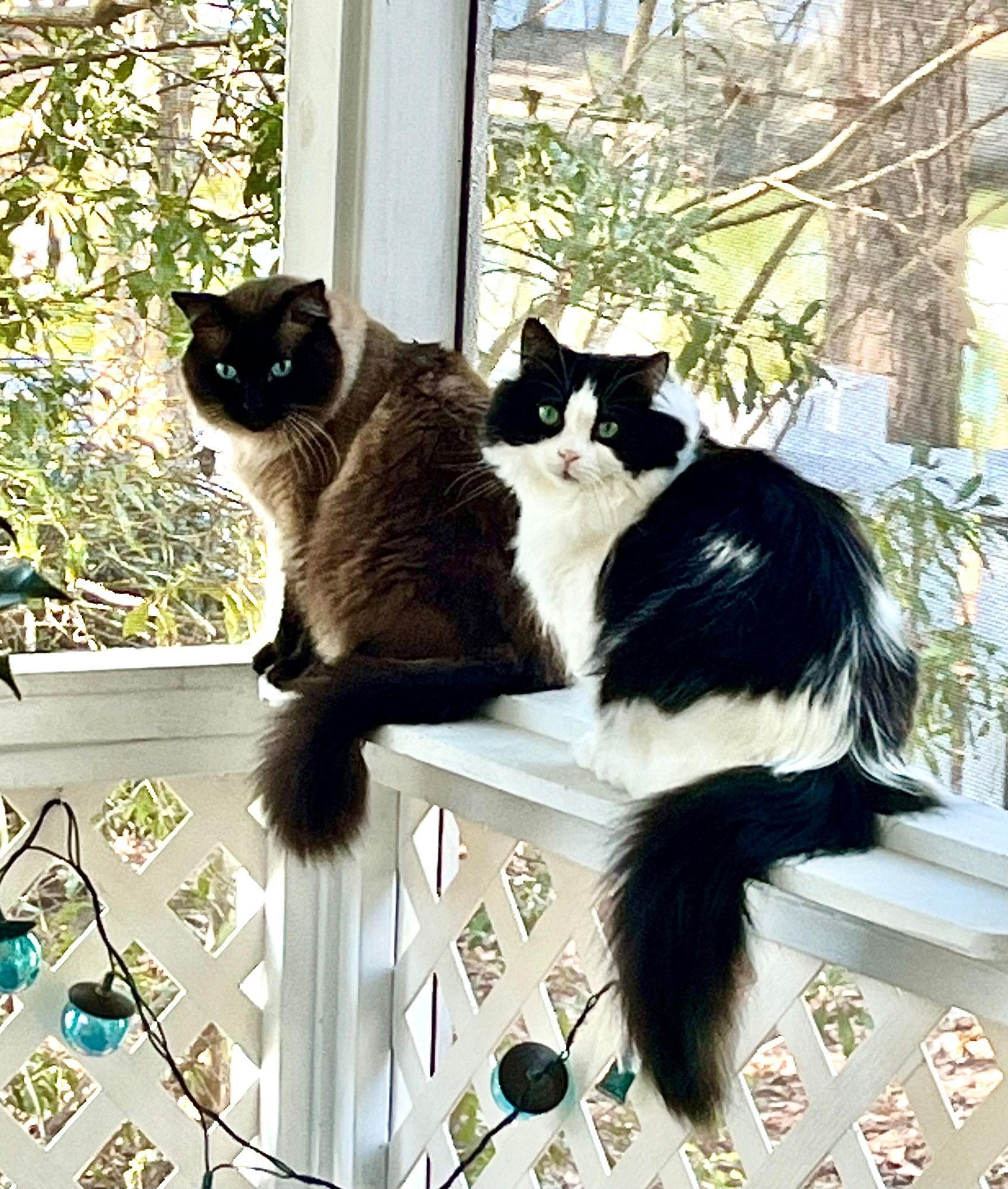 Two cats sitting side by side in their catio. On the left is Fernando, a seal point Ragamese, and on the right is Harley, a non standard bicolor Ragdoll. 