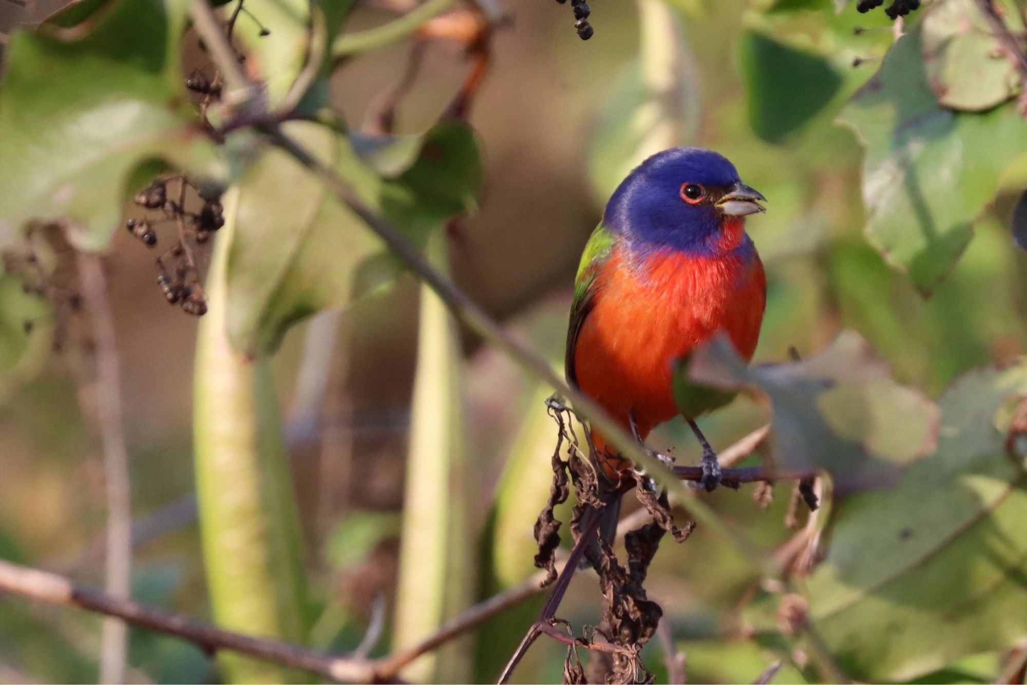 A small bird with blue, red and yellow/green feathers sits on a branch