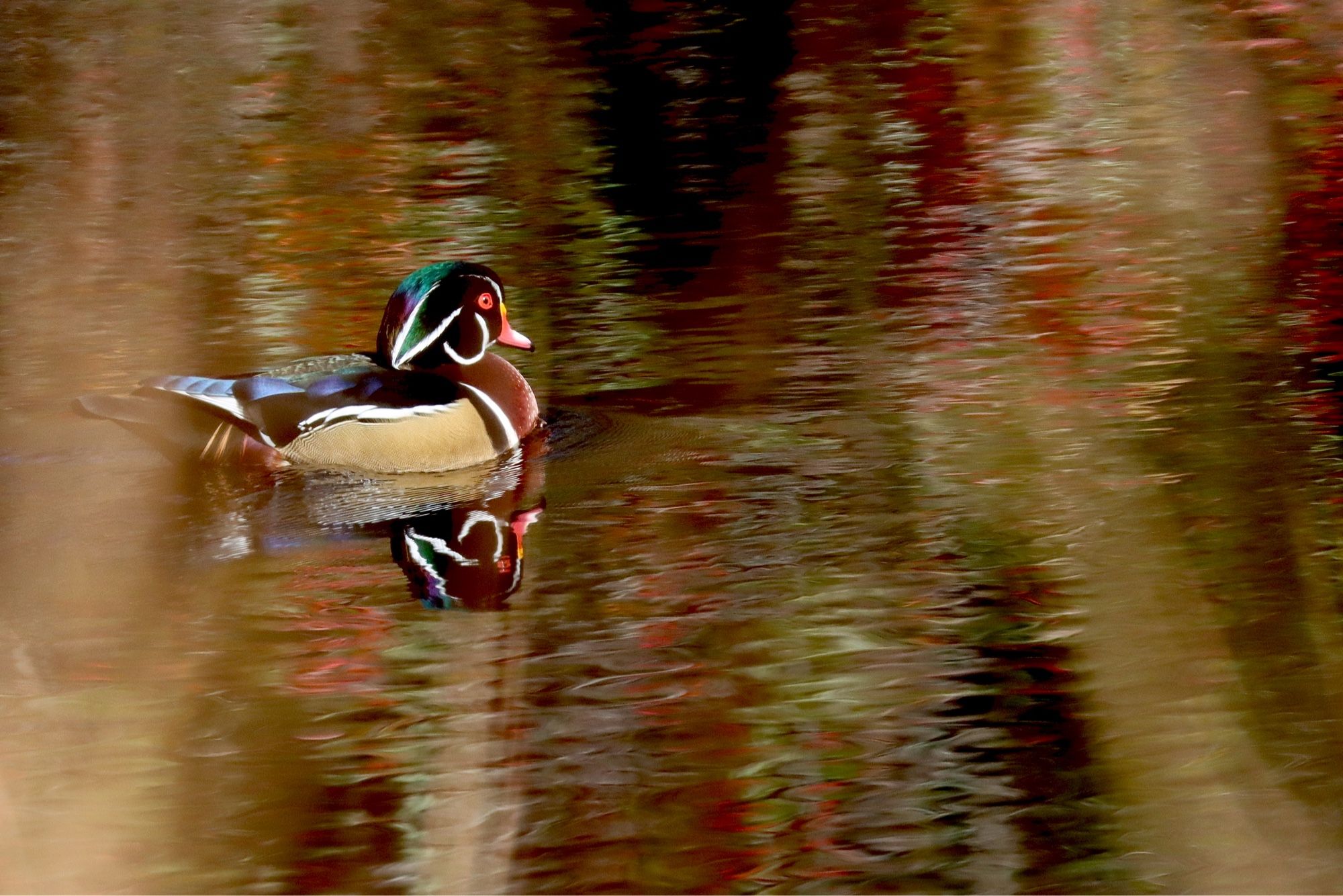 A gorgeous colorful duck with green, blue, purple, white, black, tan, and rust colored feathers with red eyes and a yellow and pink beak swims in water with an almost mirror-like reflection in the water.