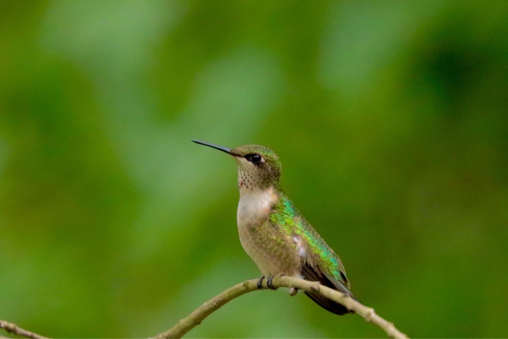 A small green and white hummingbird sits elegantly on a branch