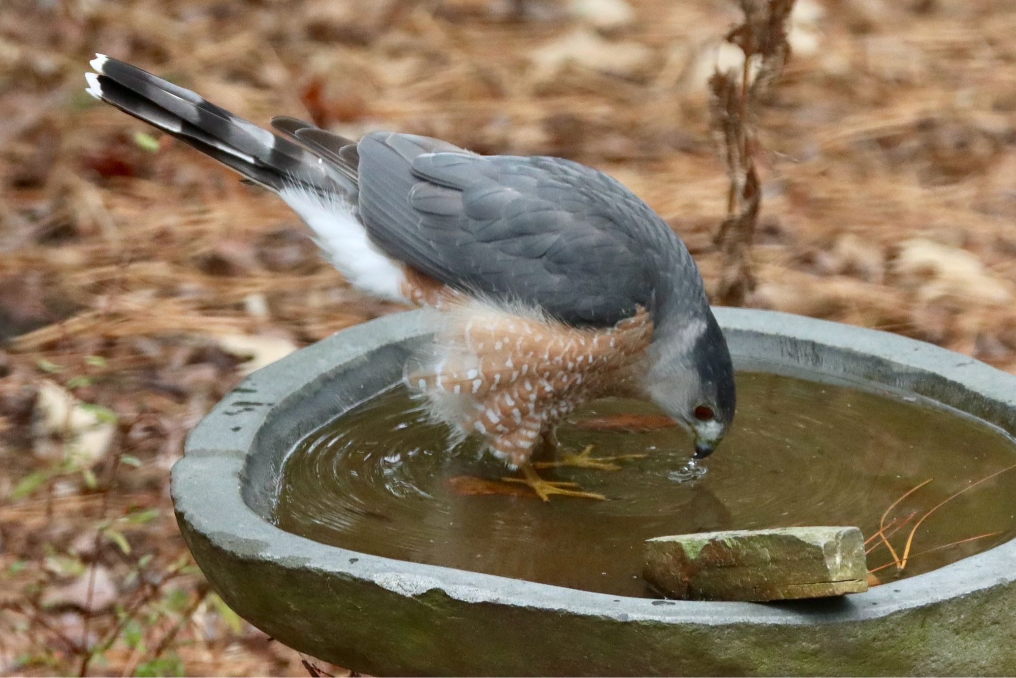 A grey, white and rust colored hawk drinks from a bird bath.