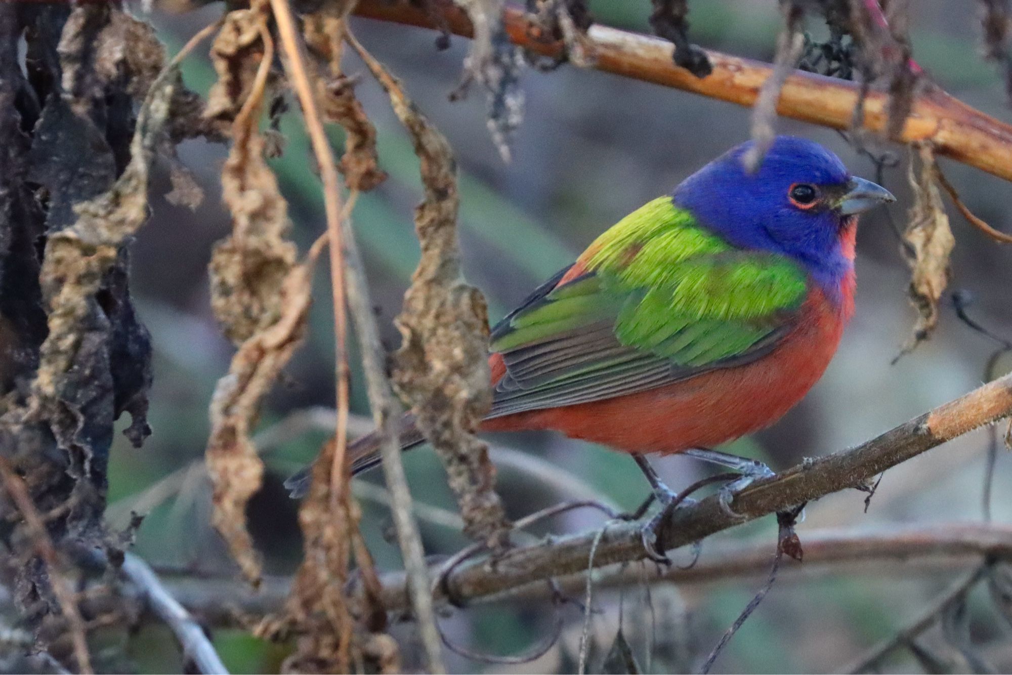 A small bright blue, red, green and yellow bird sits on a brown twig.